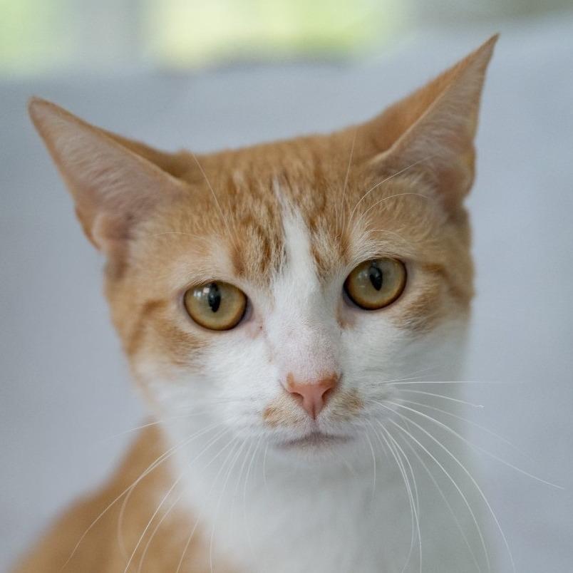 Enlarge Love, a Adoptable Domestic Short Hair in Chapel Hill, NC image 3/5