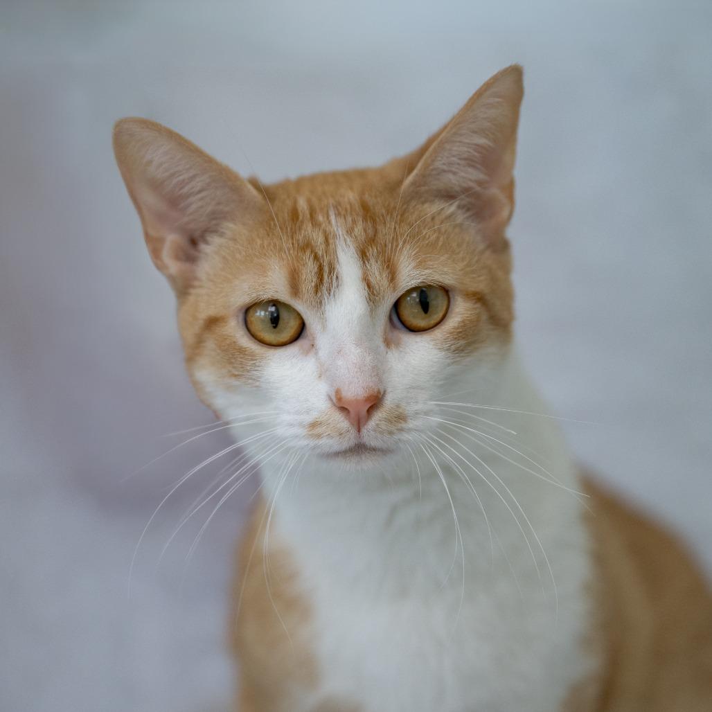 Enlarge Love, a Adoptable Domestic Short Hair in Chapel Hill, NC image 4/5
