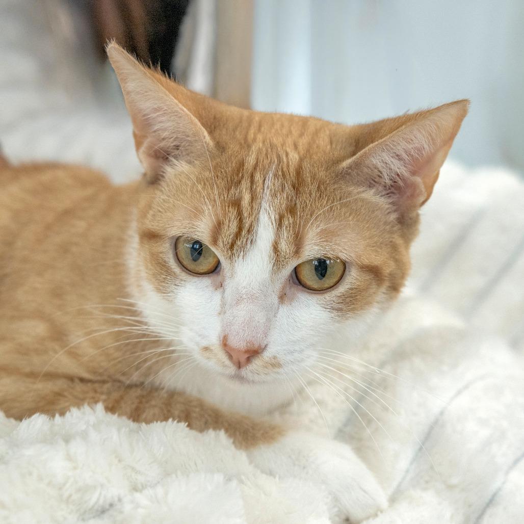 Enlarge Love, a Adoptable Domestic Short Hair in Chapel Hill, NC image 5/5