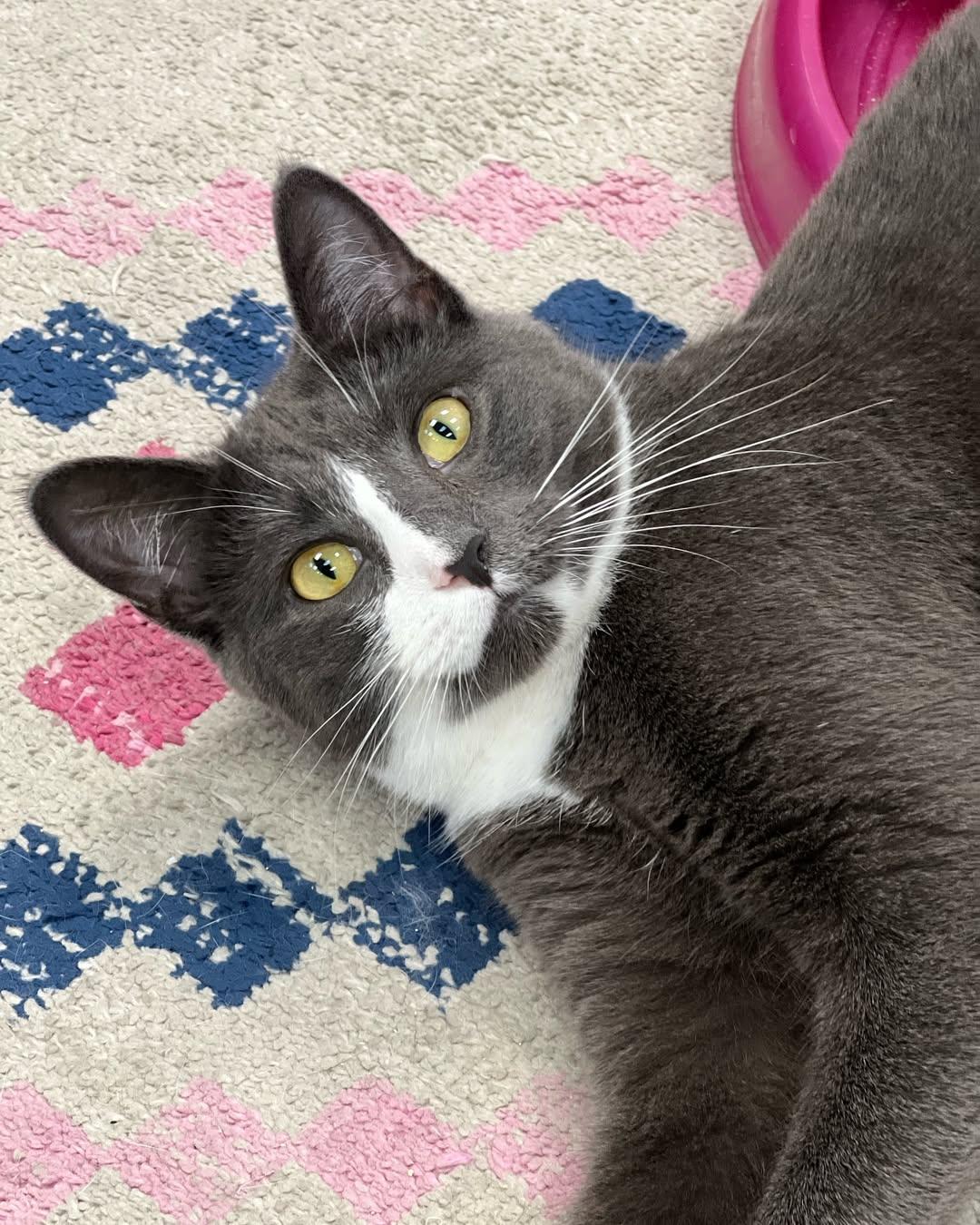 Dove, Adoptable, Adult Female Domestic Short Hair.