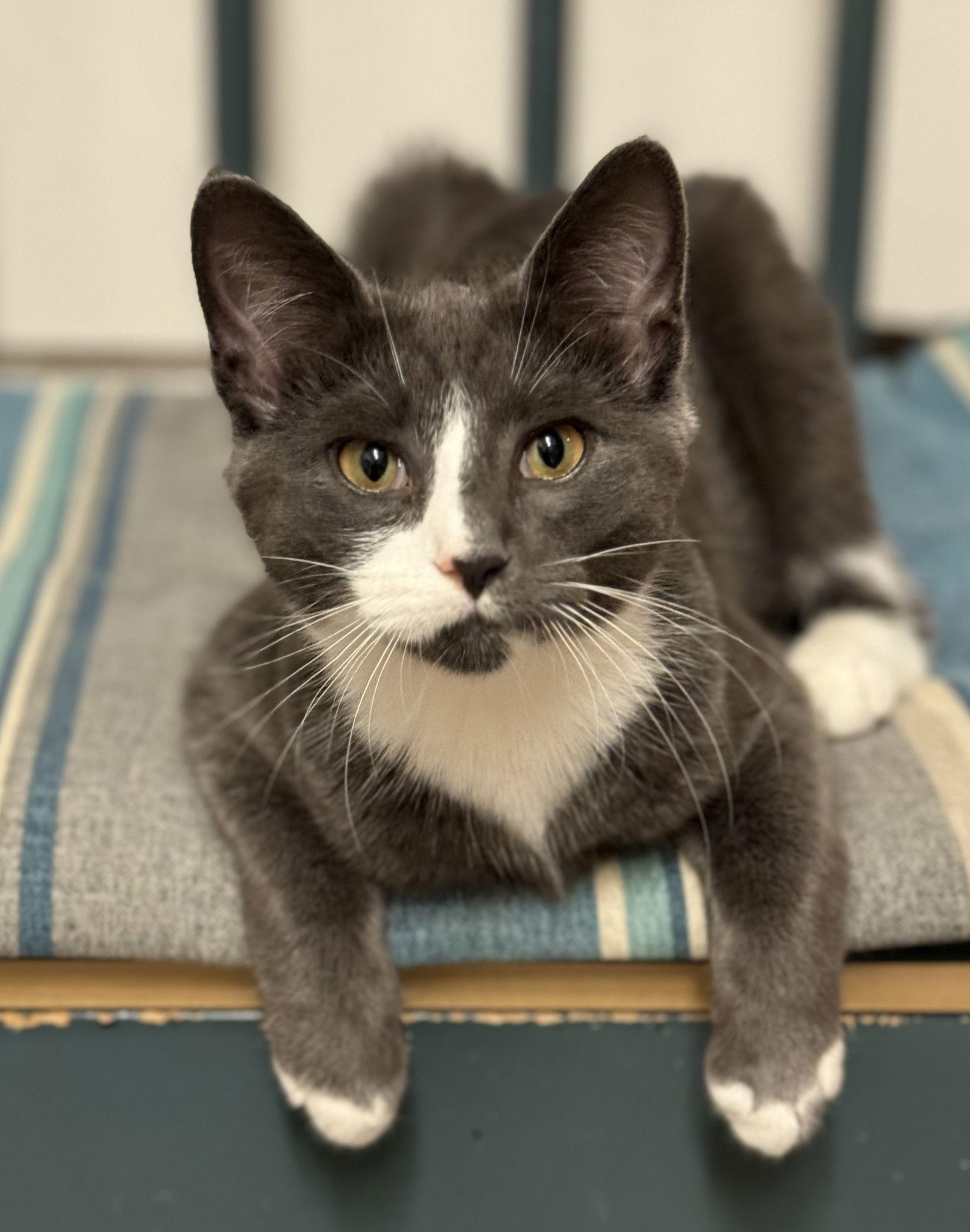 Dove, a Adoptable Domestic Short Hair in Newtown Square, PA image 2/3