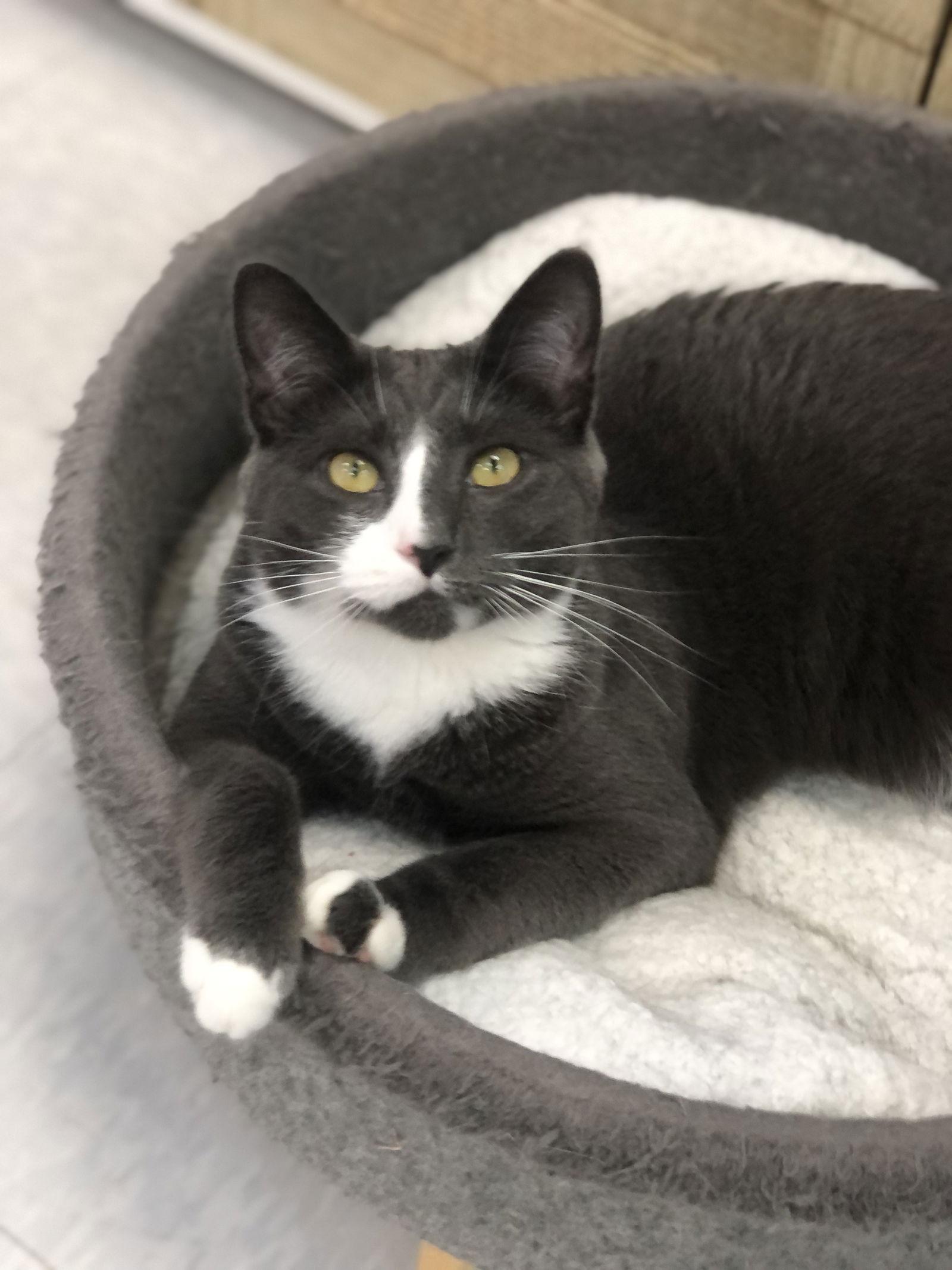 Enlarge Dove, a Adoptable Domestic Short Hair in Newtown Square, PA image 3/3