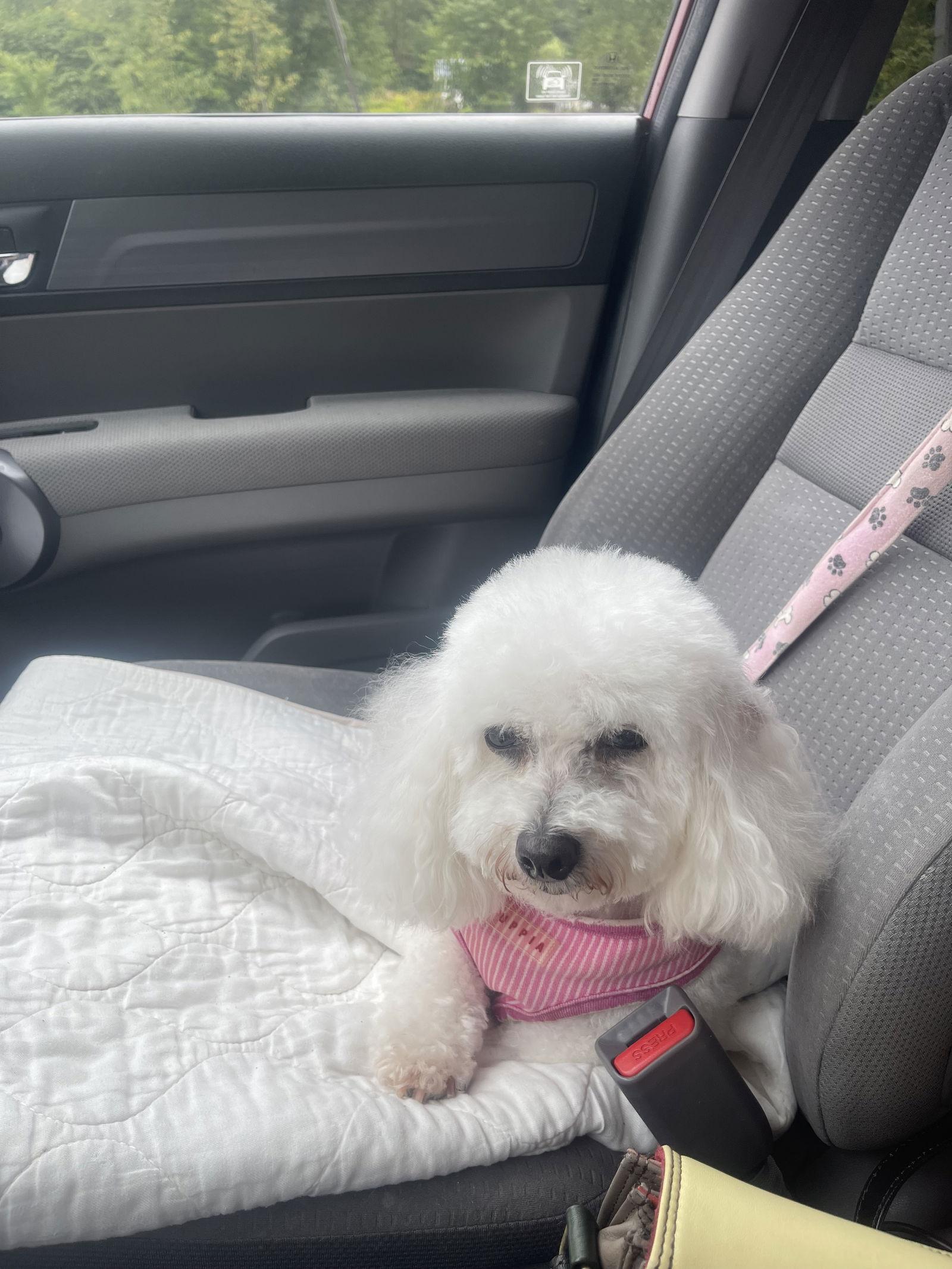 Rose in Pittsburgh, Adoptable, Adult Female Bichon Frise.