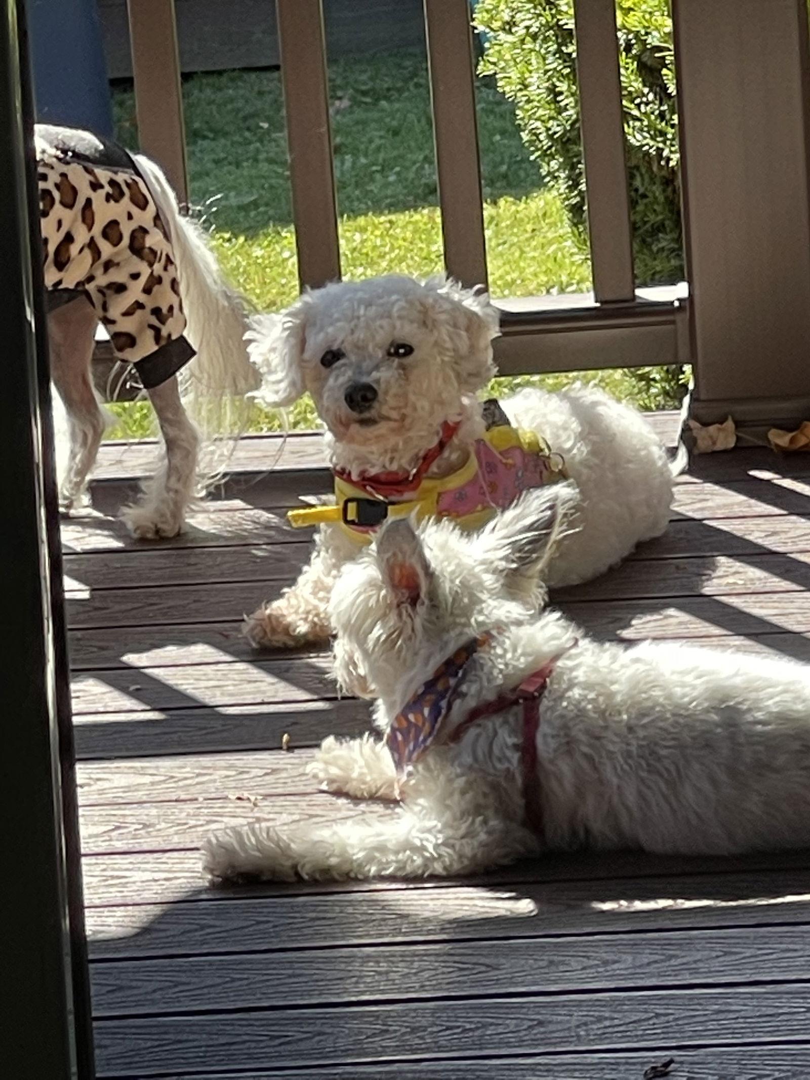 Enlarge Rose in Pittsburgh, a Adoptable Bichon Frise in Lansing, MI image 2/3