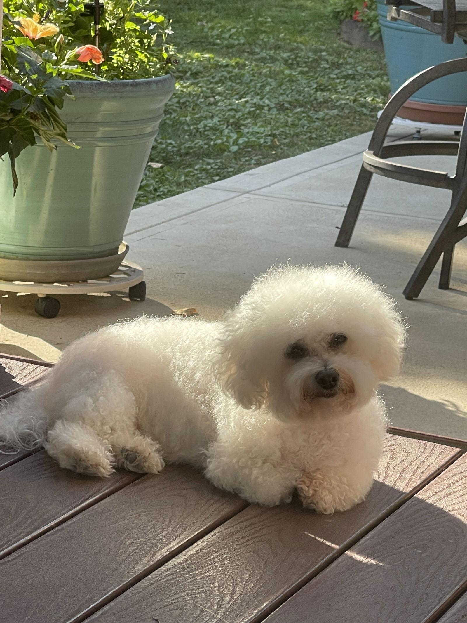 Enlarge Rose in Pittsburgh, a Adoptable Bichon Frise in Lansing, MI image 3/3