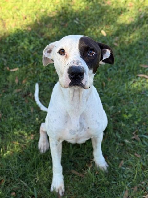 SPUD, Adoptable, Young Male Pit Bull Terrier.