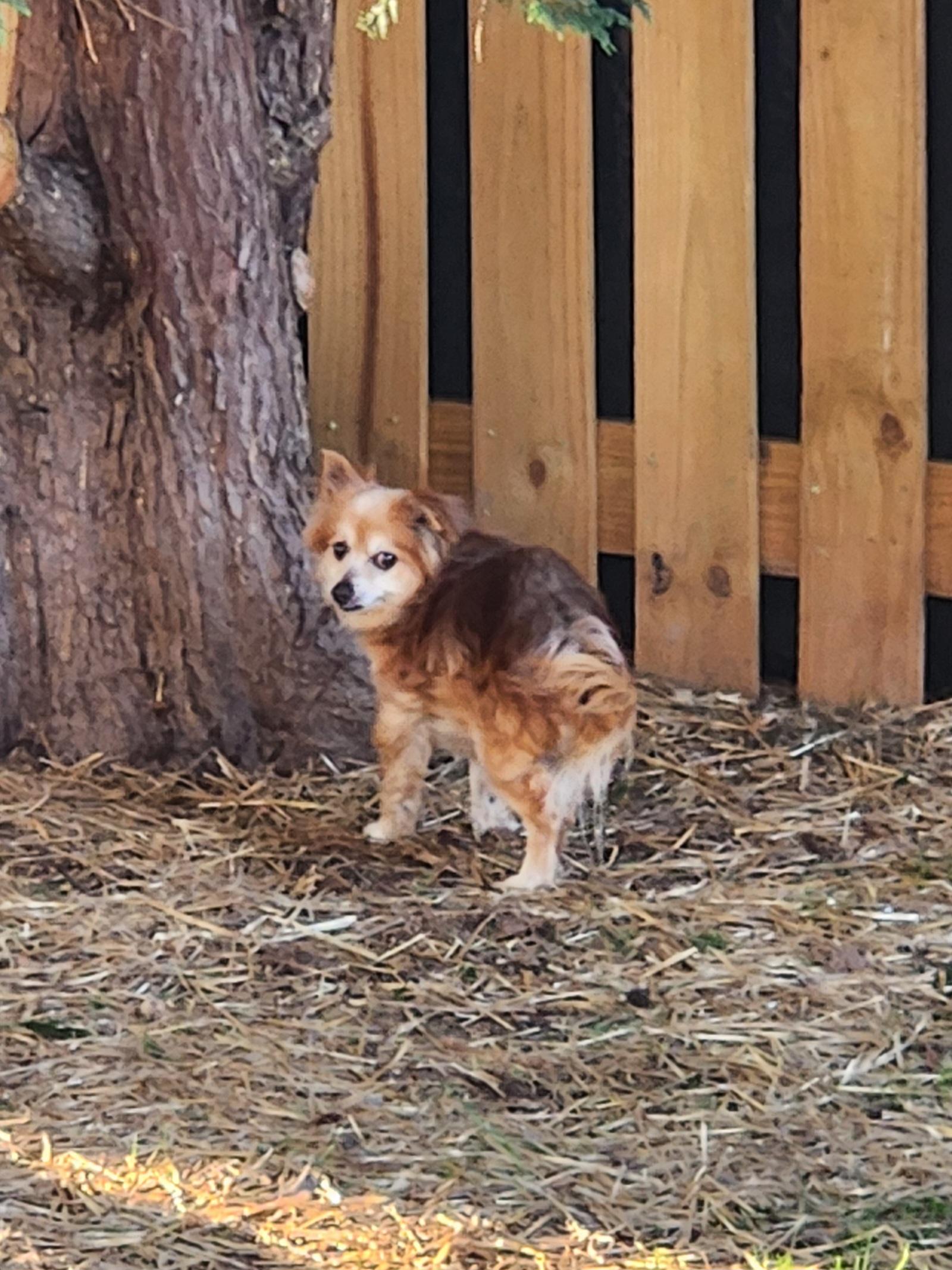Enlarge RUSTY, an adopted mixed breed in Troutman, NC image 1/5