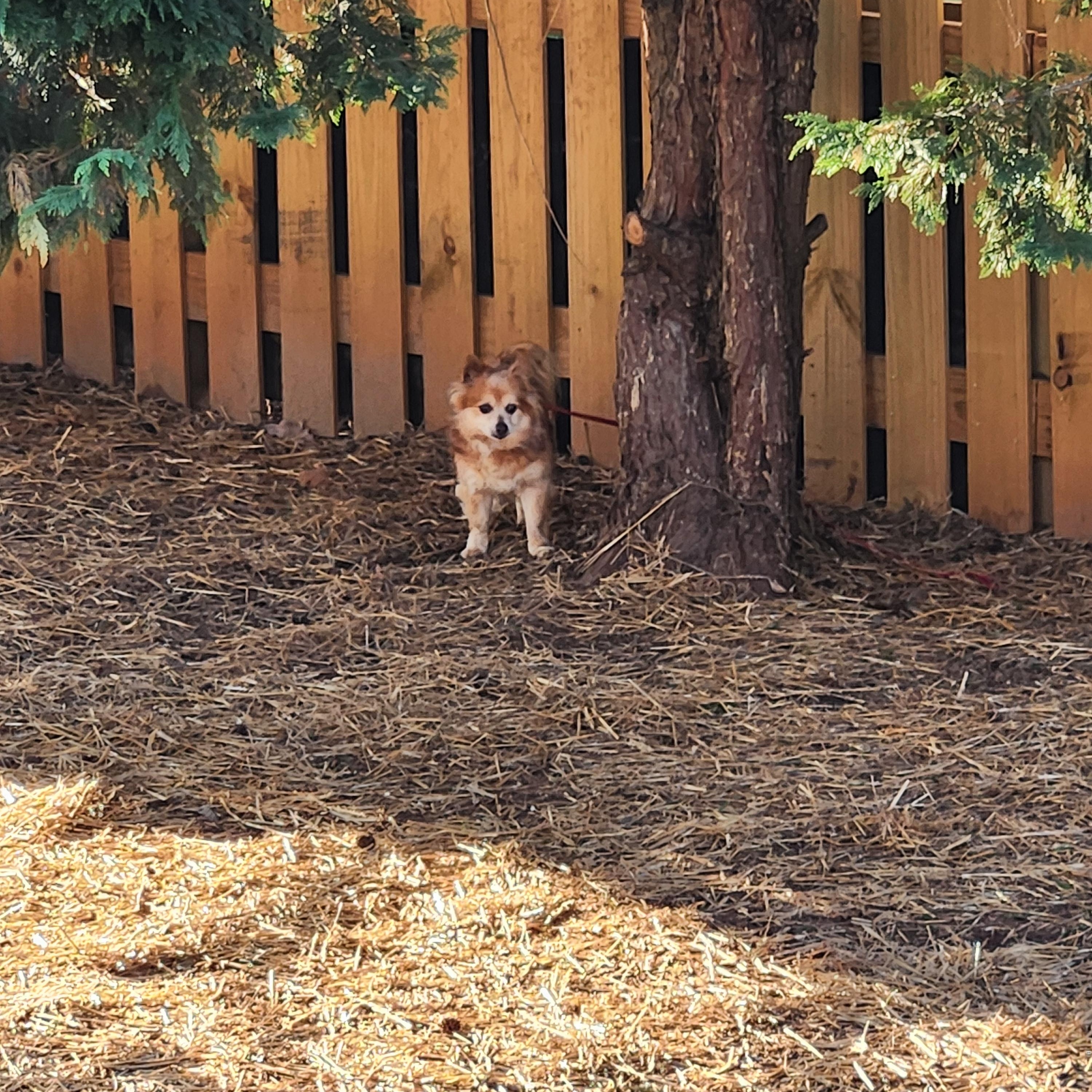 Enlarge RUSTY, an adopted mixed breed in Troutman, NC image 4/5