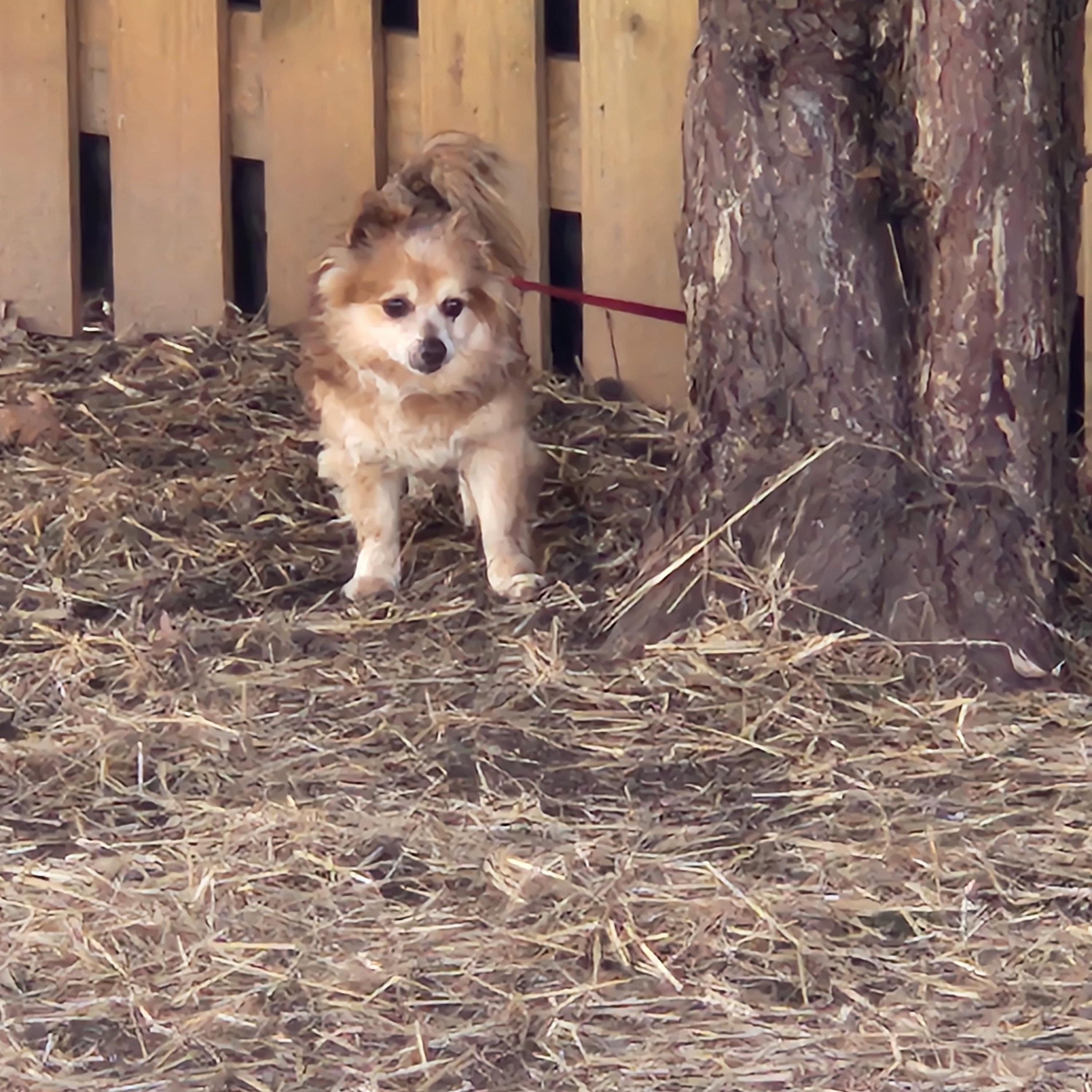Enlarge RUSTY, an adopted mixed breed in Troutman, NC image 5/5