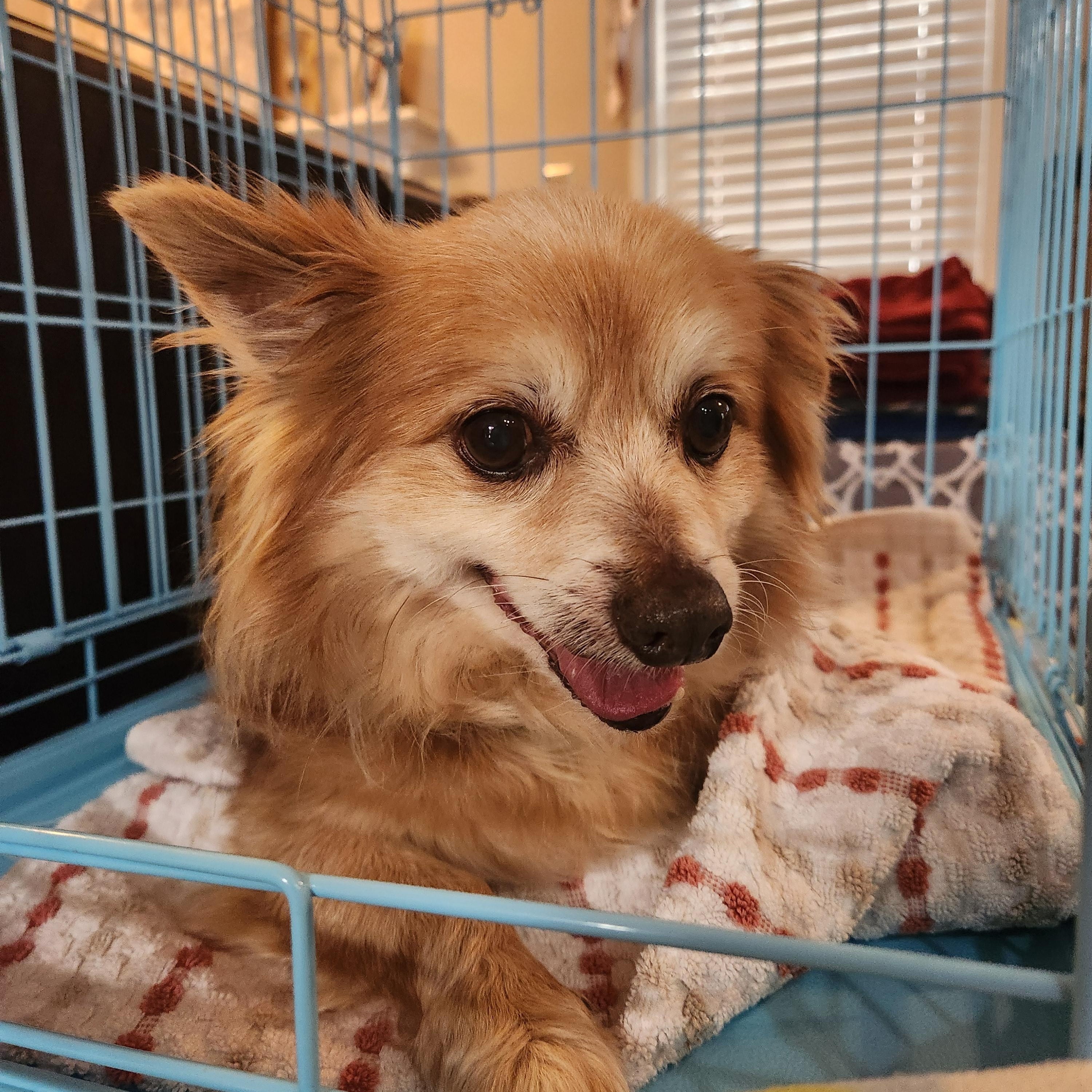 Enlarge RUSTY, an adopted mixed breed in Troutman, NC image 3/5