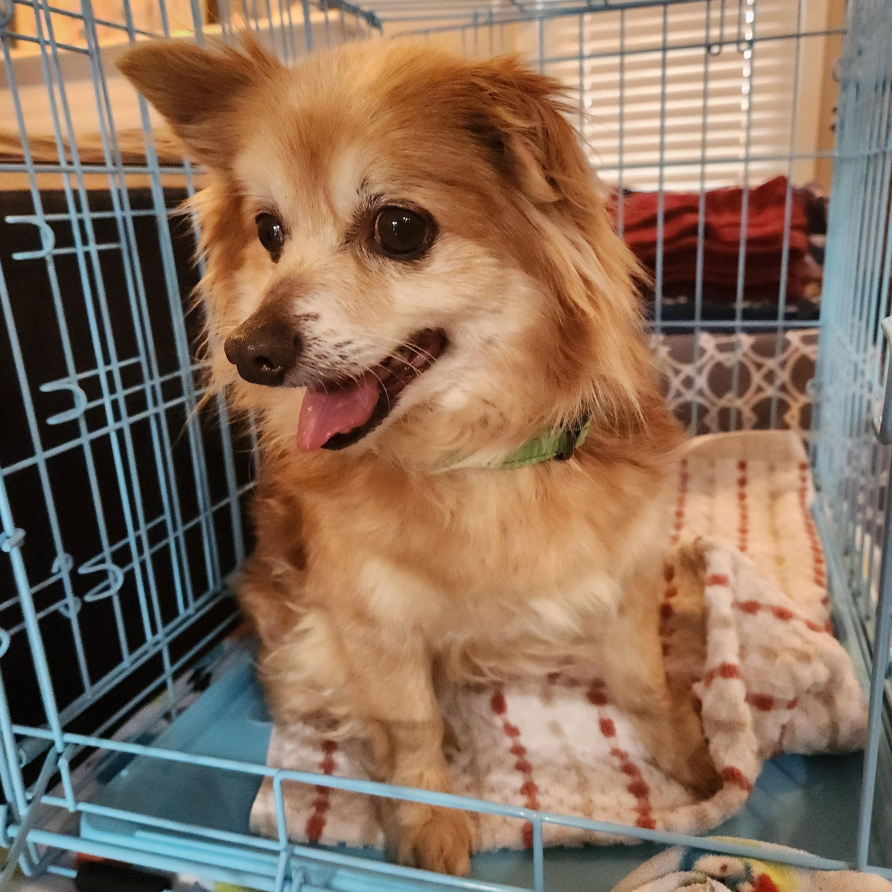 Enlarge RUSTY, an adopted mixed breed in Troutman, NC image 2/5