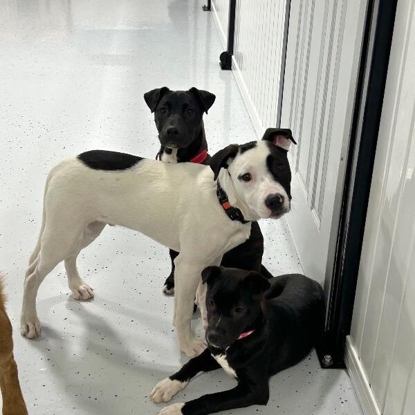 Ripley, Adoptable, Young Male Pit Bull Terrier & Mixed Breed.