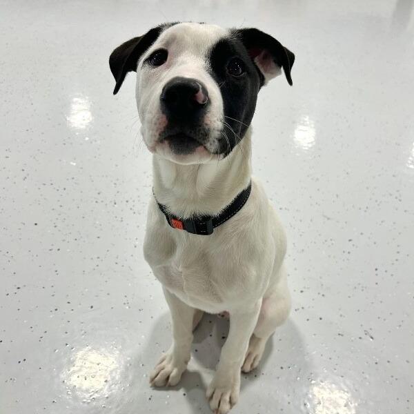Ripley, Adoptable, Young Male Pit Bull Terrier & Mixed Breed.