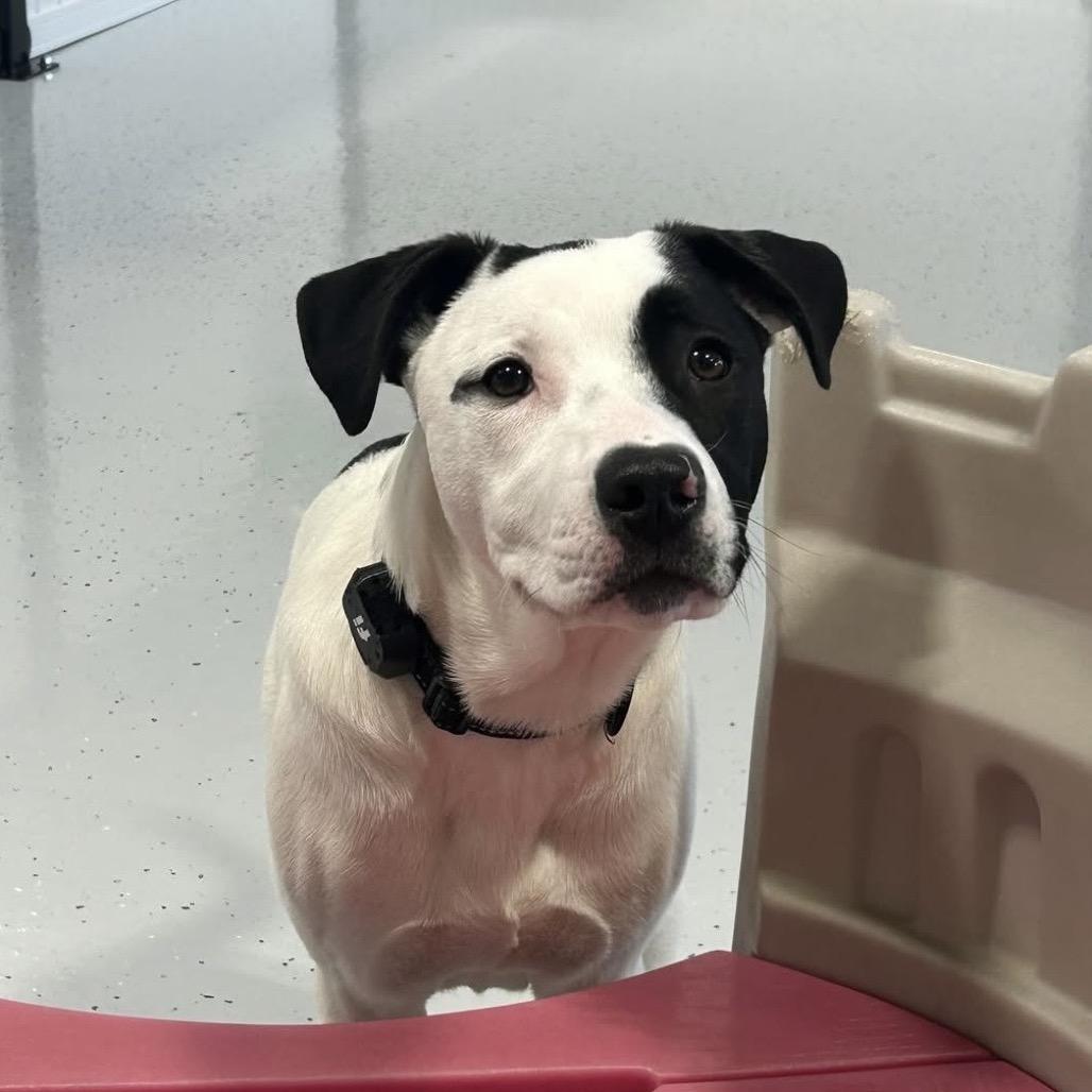 Enlarge Ripley, a Adoptable mixed breed in Alma, WI image 2/6