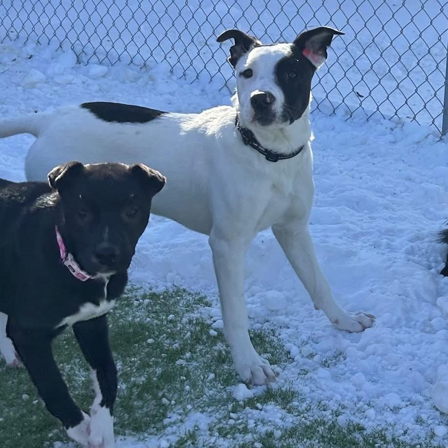 Ripley, a Adoptable mixed breed in Alma, WI image 3/6