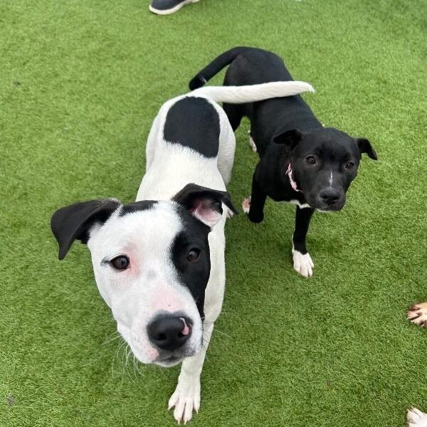 Ripley, a Adoptable mixed breed in Alma, WI image 4/6