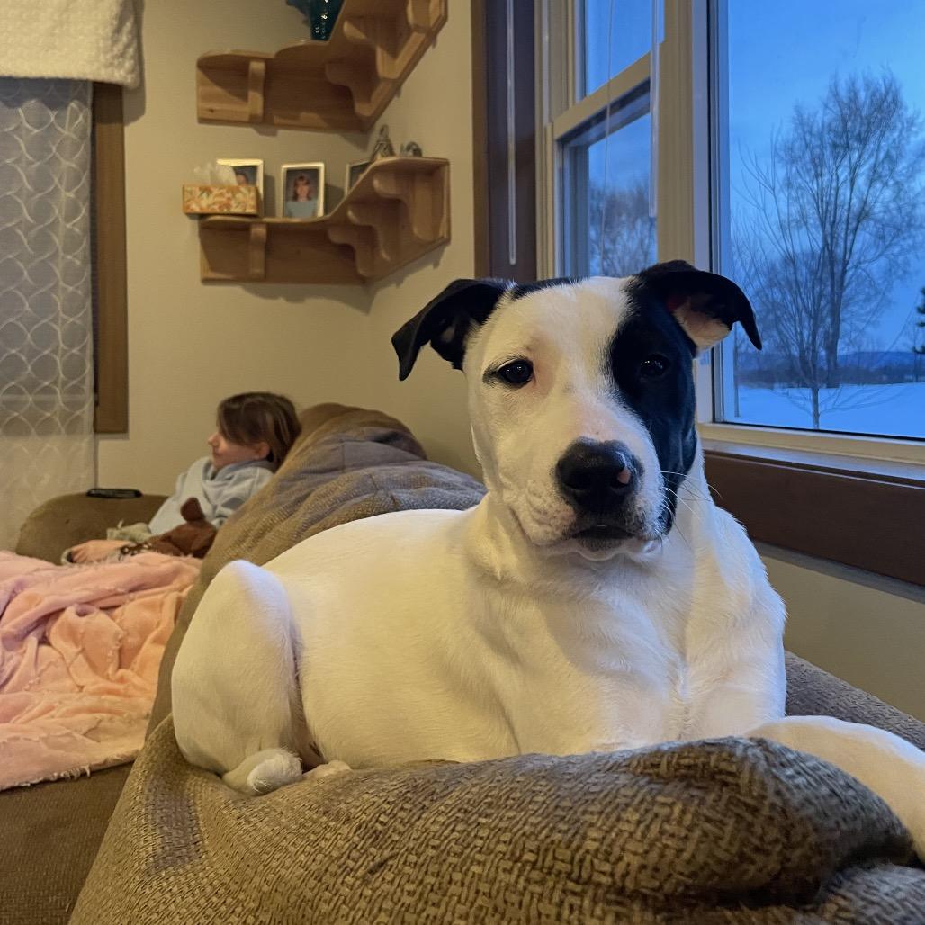 Ripley, a Adoptable mixed breed in Alma, WI image 6/6