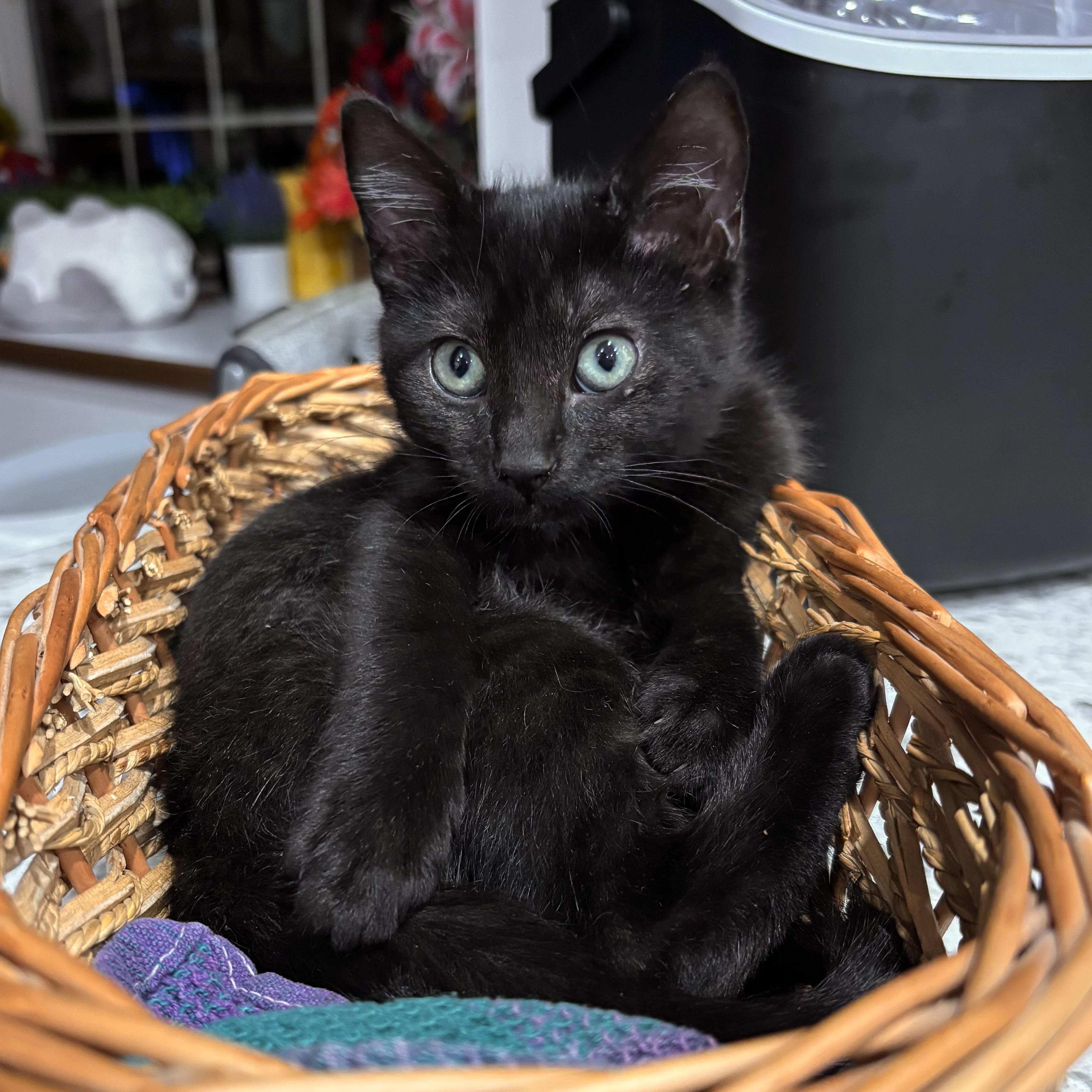 Enlarge Bear, a Adopted Domestic Short Hair in Monroe, WA image 6/6