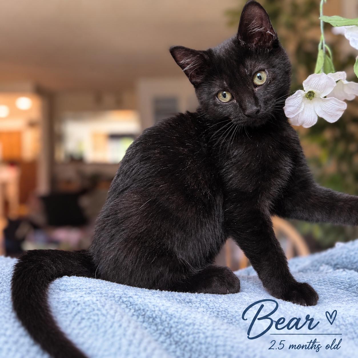 Bear, Adopted, Kitten Male Domestic Short Hair.