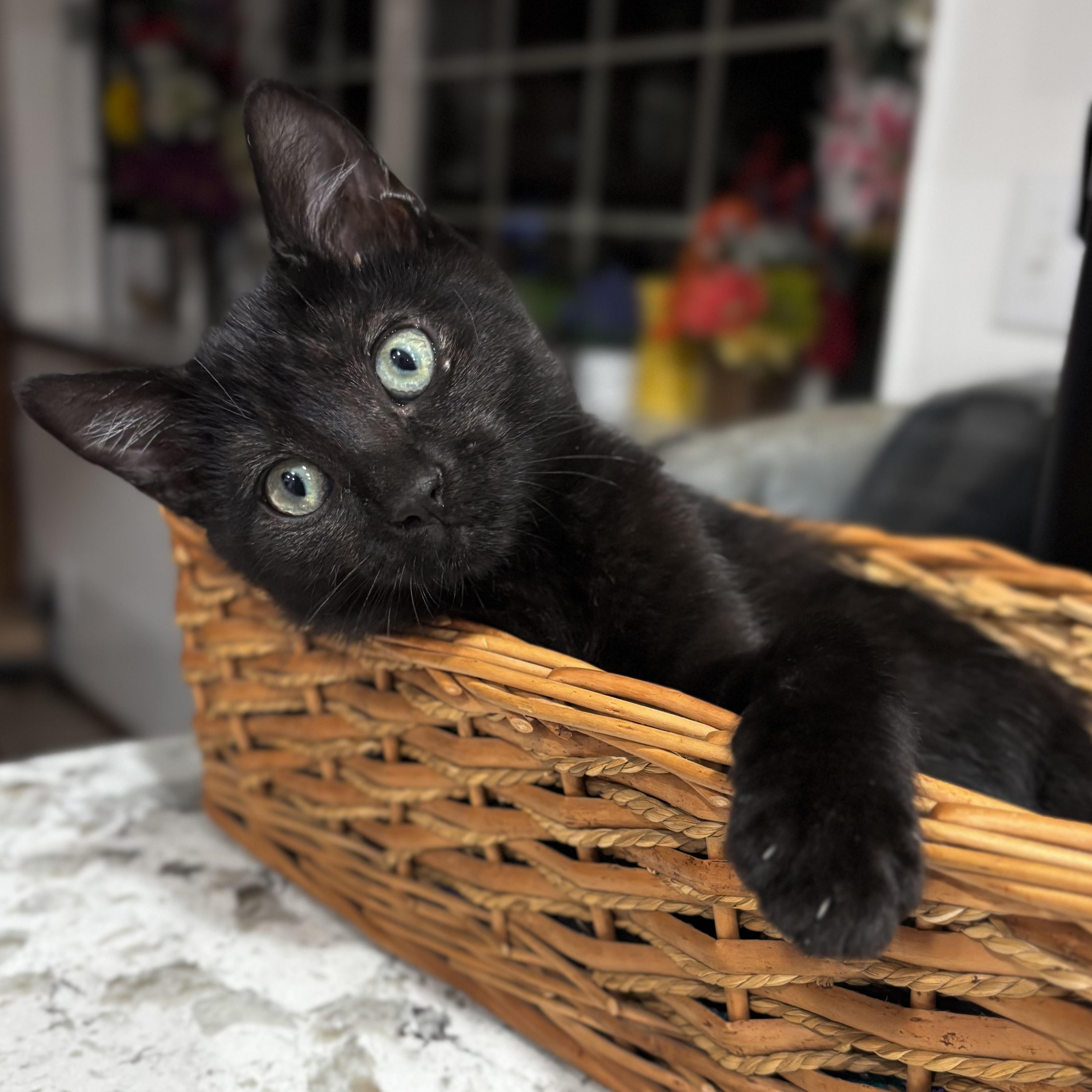 Enlarge Bear, a Adopted Domestic Short Hair in Monroe, WA image 2/6