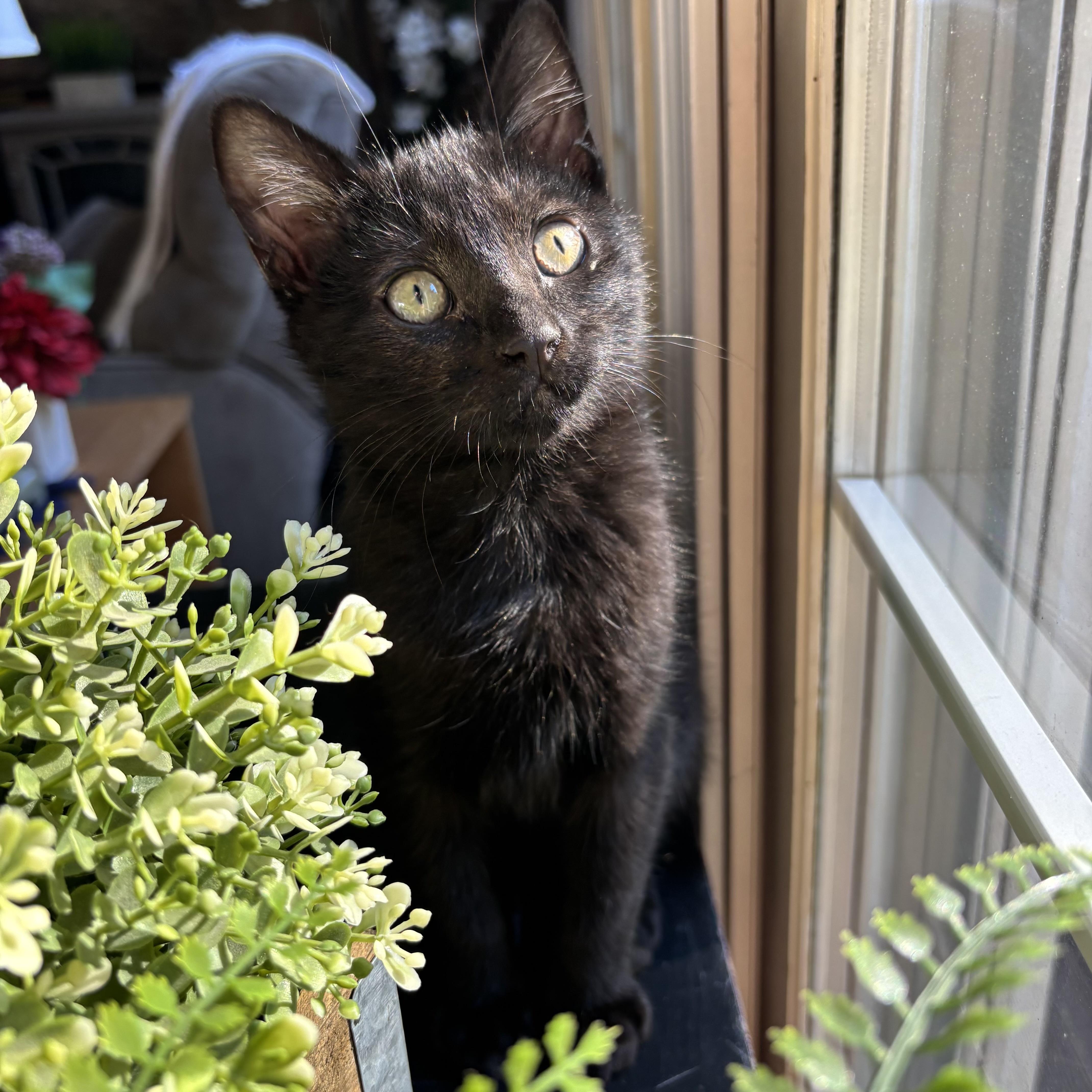 Enlarge Bear, a Adopted Domestic Short Hair in Monroe, WA image 5/6