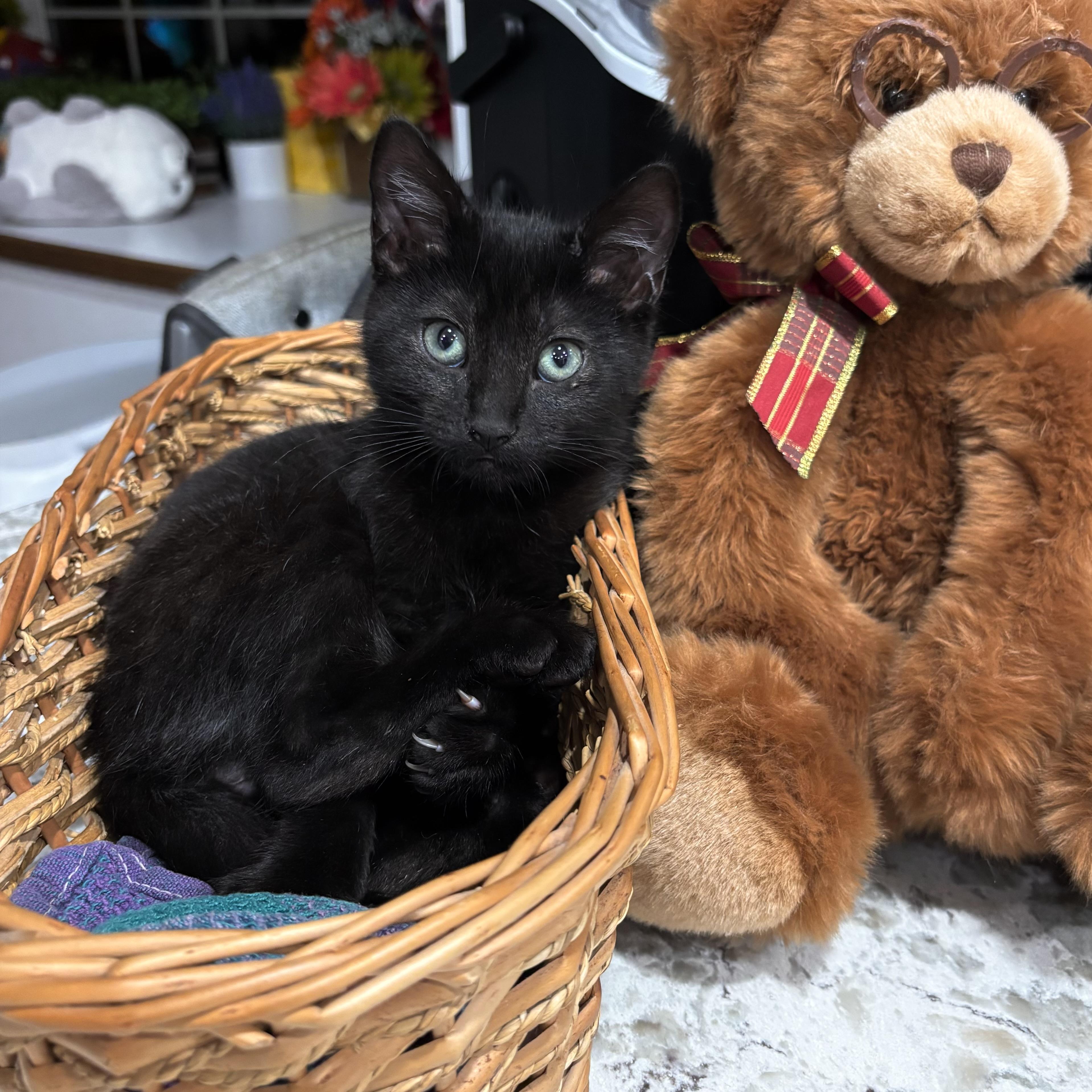 Enlarge Bear, a Adopted Domestic Short Hair in Monroe, WA image 4/6