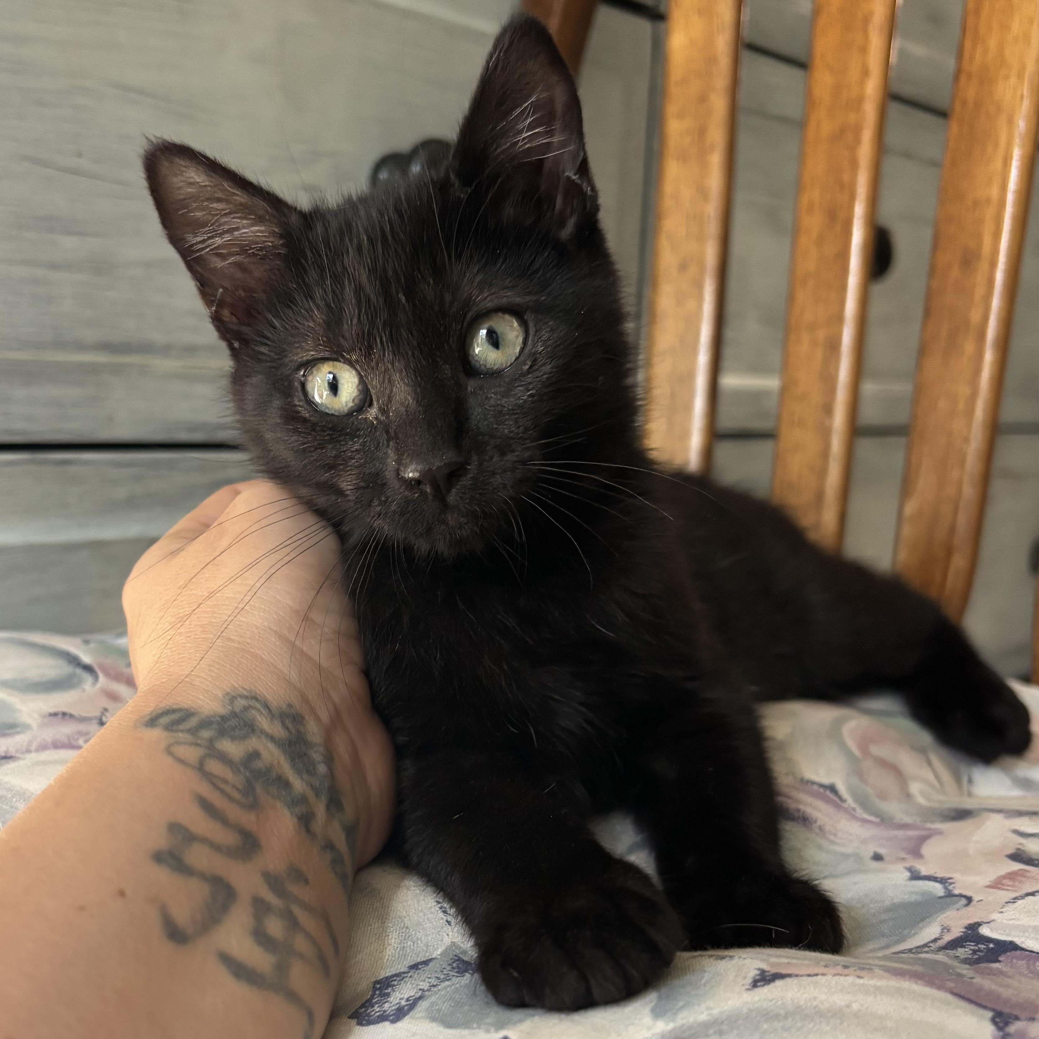 Enlarge Bear, a Adopted Domestic Short Hair in Monroe, WA image 3/6