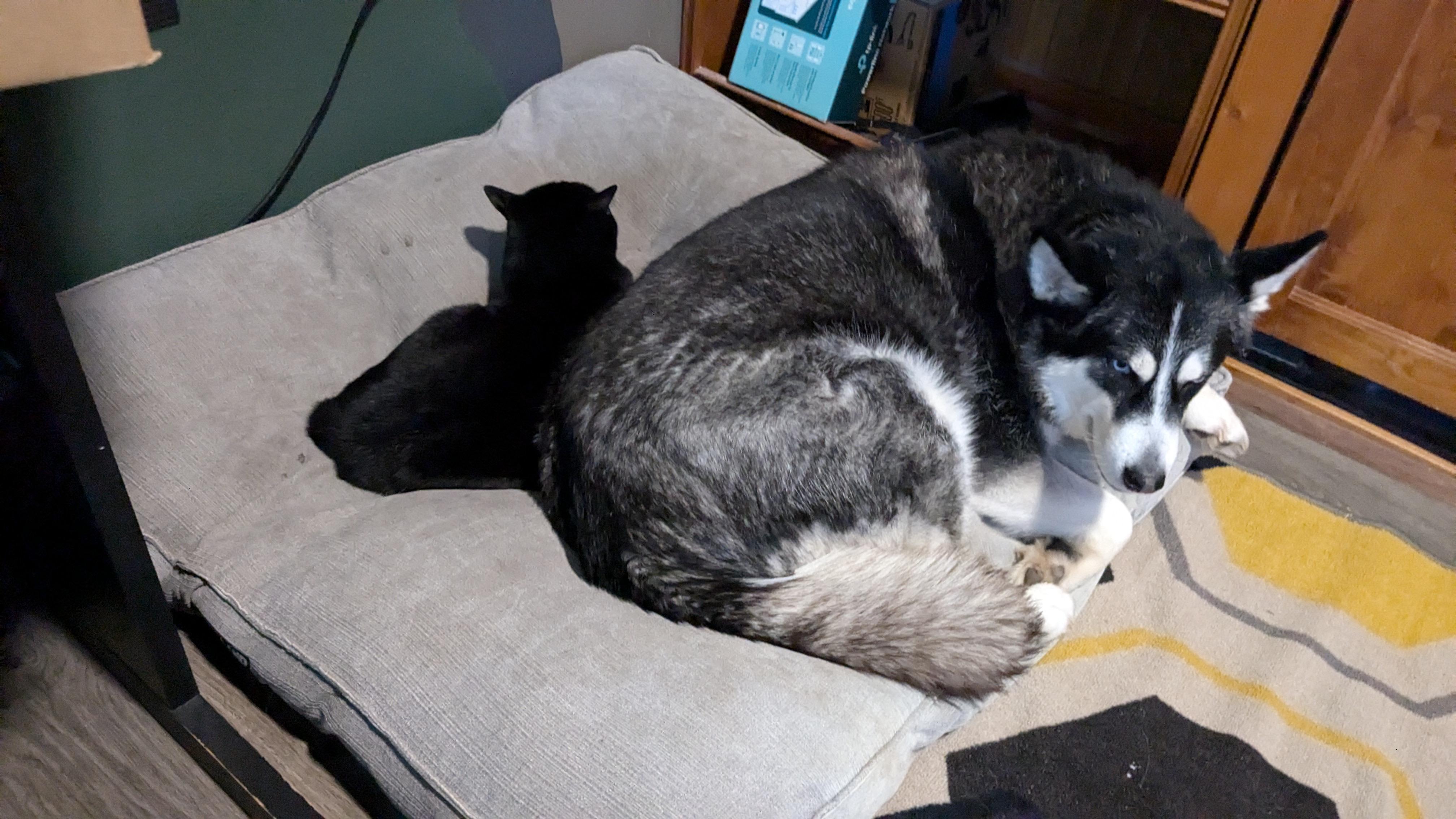 Enlarge Vader, a ADOPTABLE Siberian Husky in Deer Park, WA image 2/2