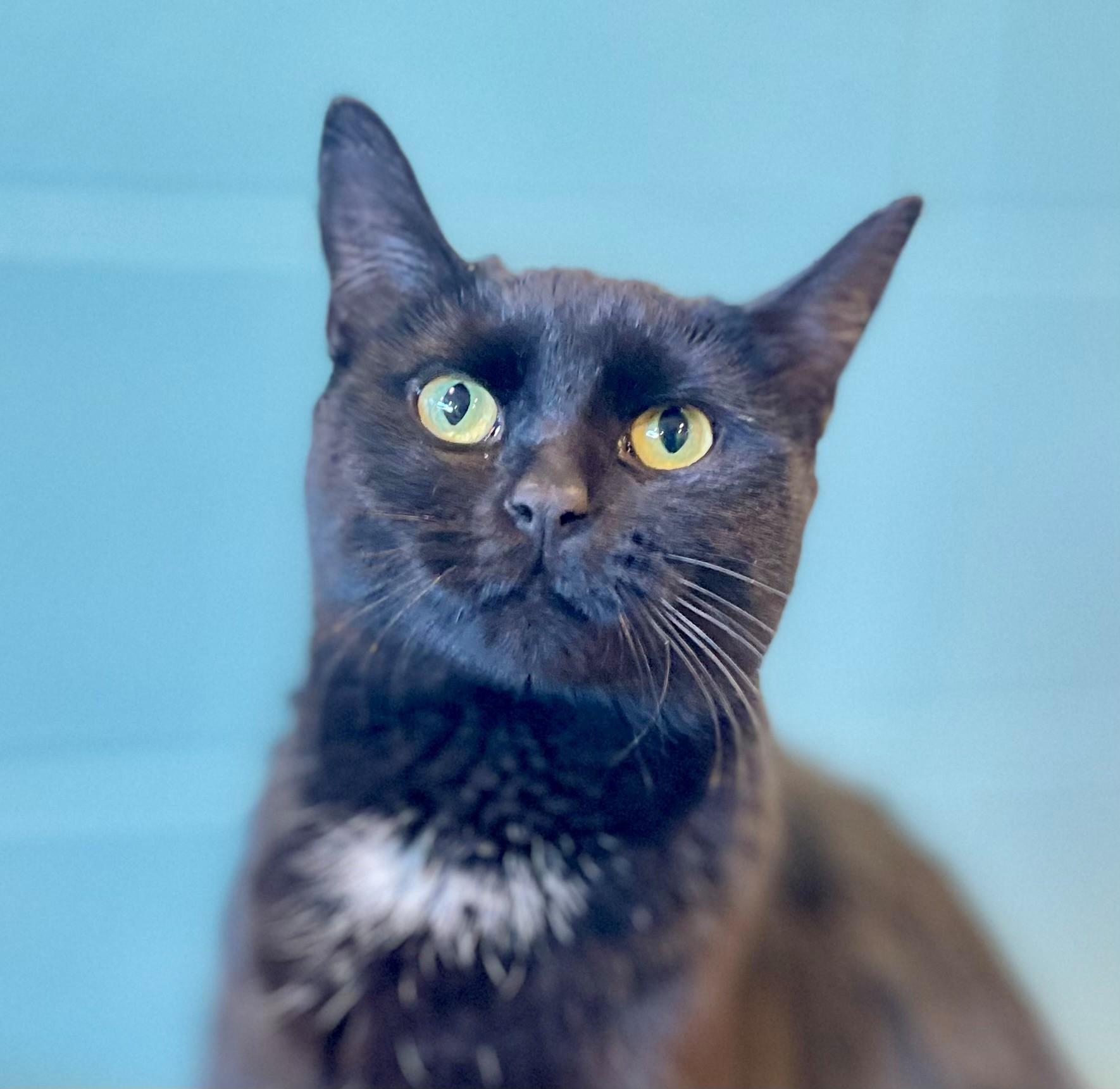 Enlarge Nora, an adopted Domestic Short Hair in Hamilton, ON image 2/6