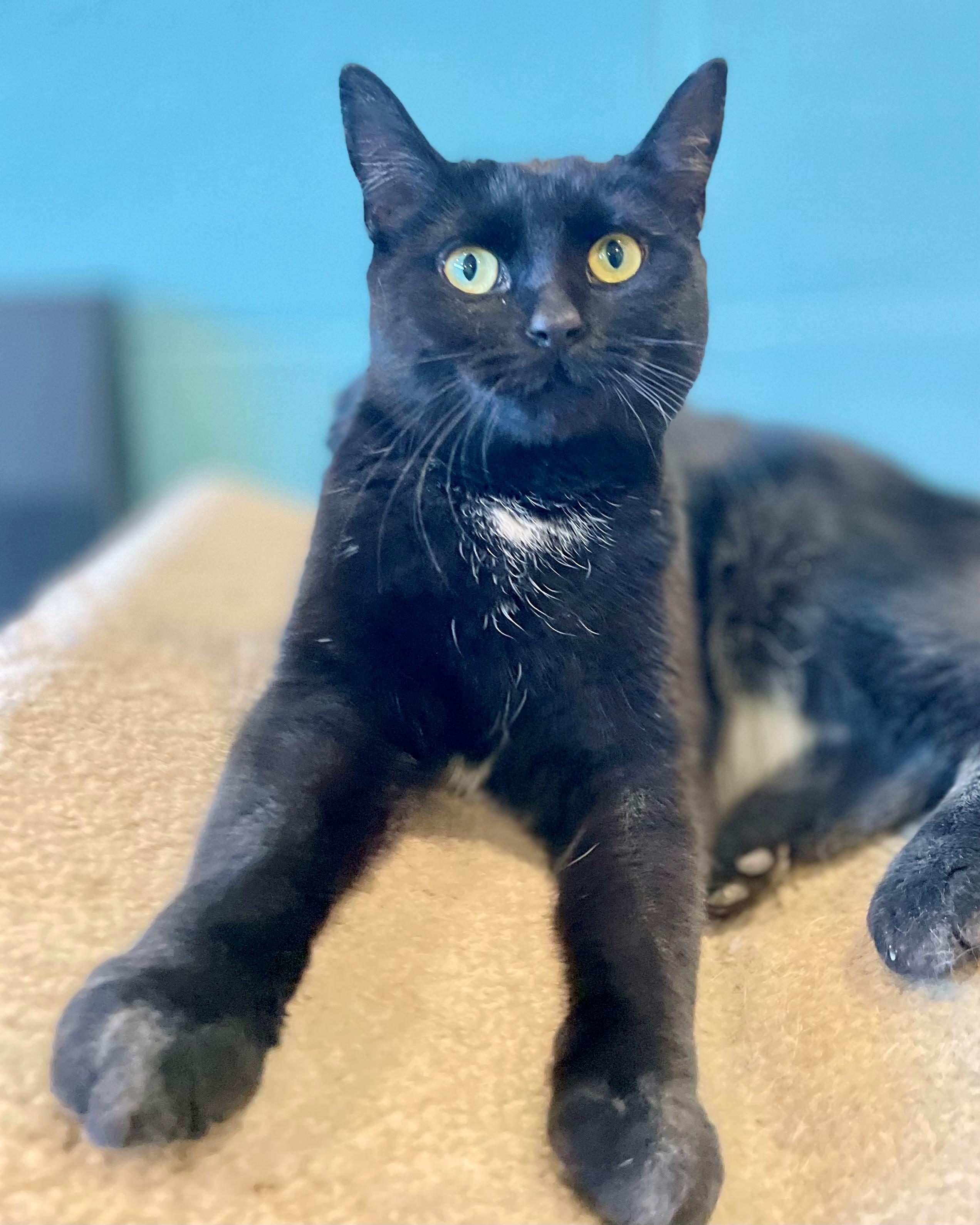 Enlarge Nora, an adopted Domestic Short Hair in Hamilton, ON image 3/6