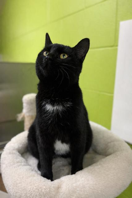 Enlarge Nora, an adopted Domestic Short Hair in Hamilton, ON image 6/6