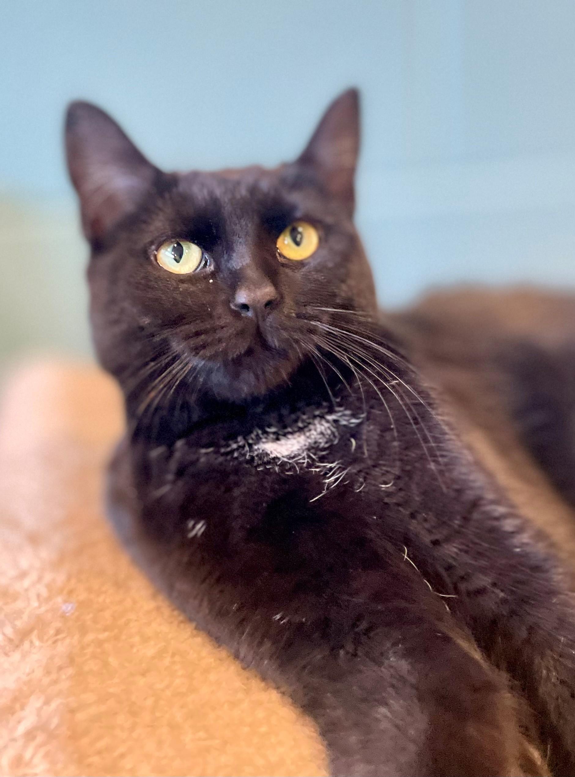 Enlarge Nora, an adopted Domestic Short Hair in Hamilton, ON image 4/6