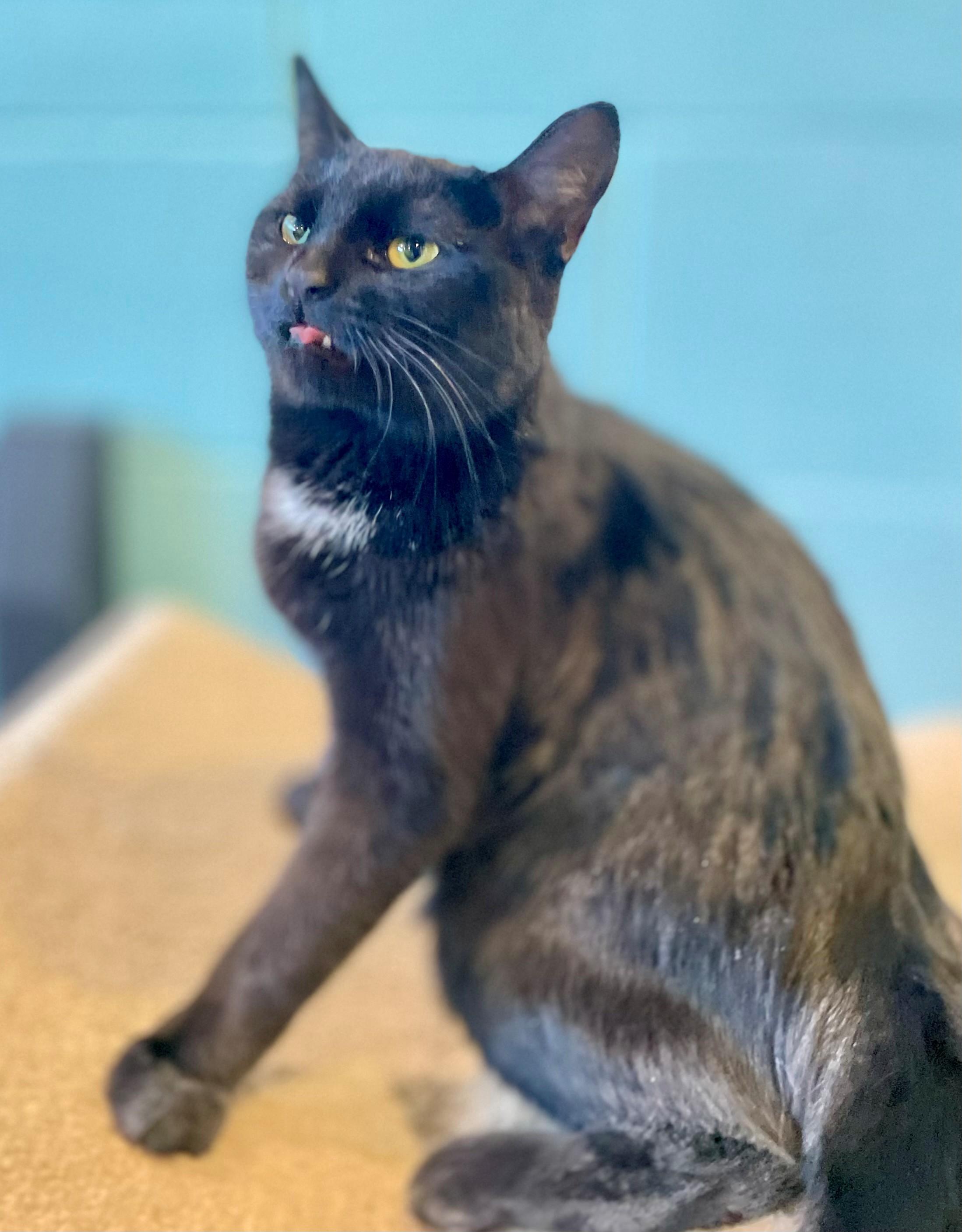 Enlarge Nora, an adopted Domestic Short Hair in Hamilton, ON image 5/6