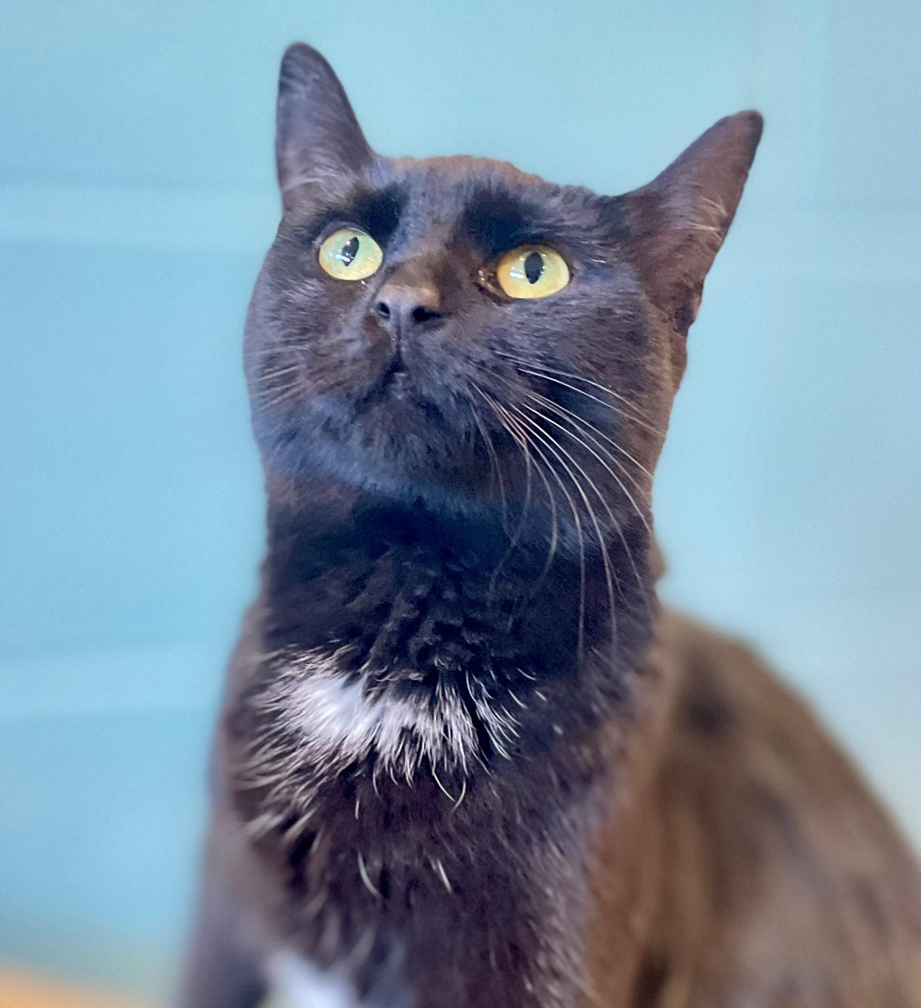 Enlarge Nora, an adopted Domestic Short Hair in Hamilton, ON image 1/6