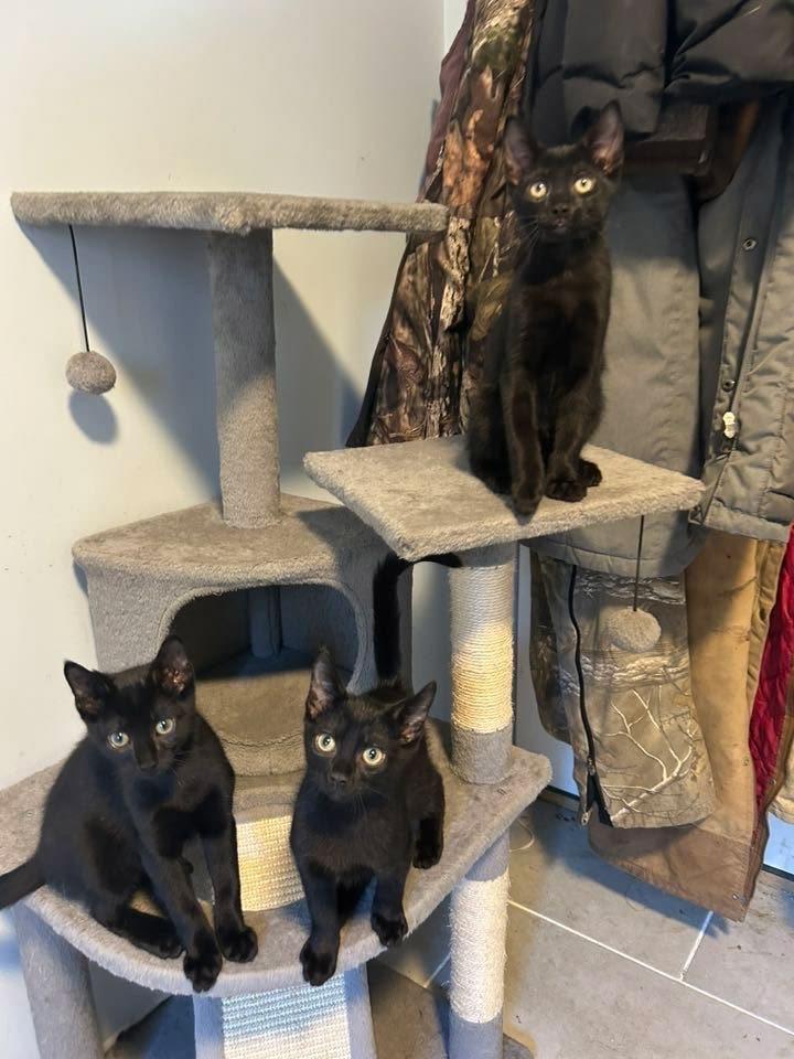 Enlarge Snap, Crackle, and Pop, a Adopted Domestic Short Hair in Norwood, MA image 1/1