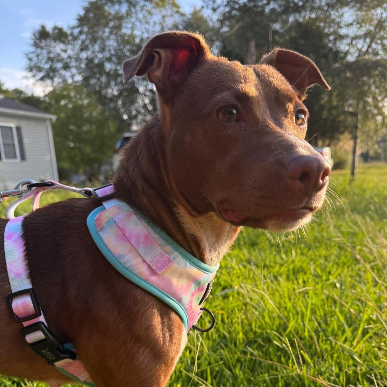 Enlarge Louise, a Adoptable mixed breed in Saluda, VA image 1/6