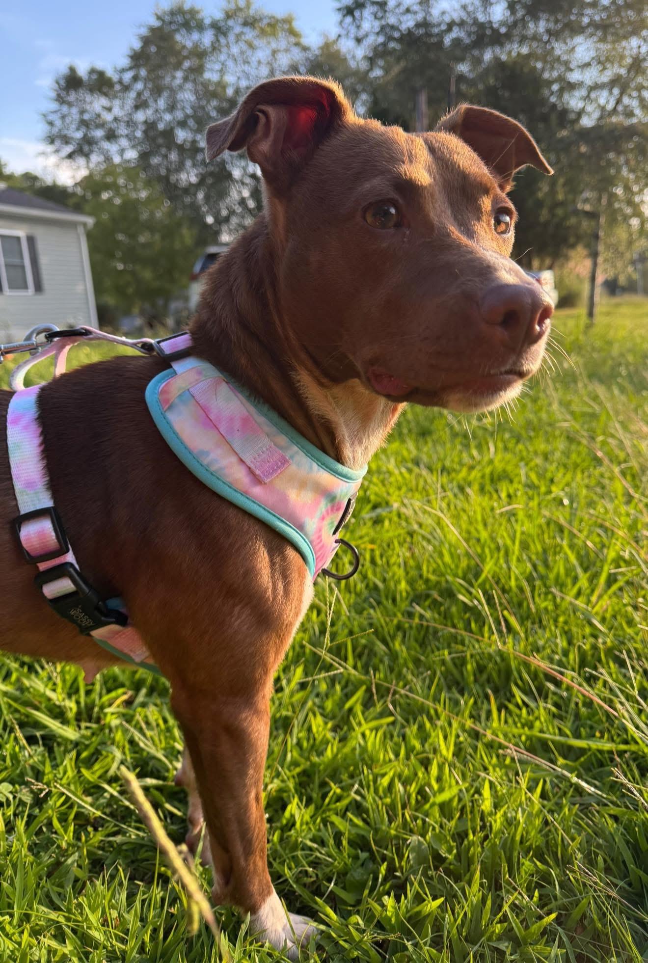 Louise, a Adoptable mixed breed in Saluda, VA image 1/4