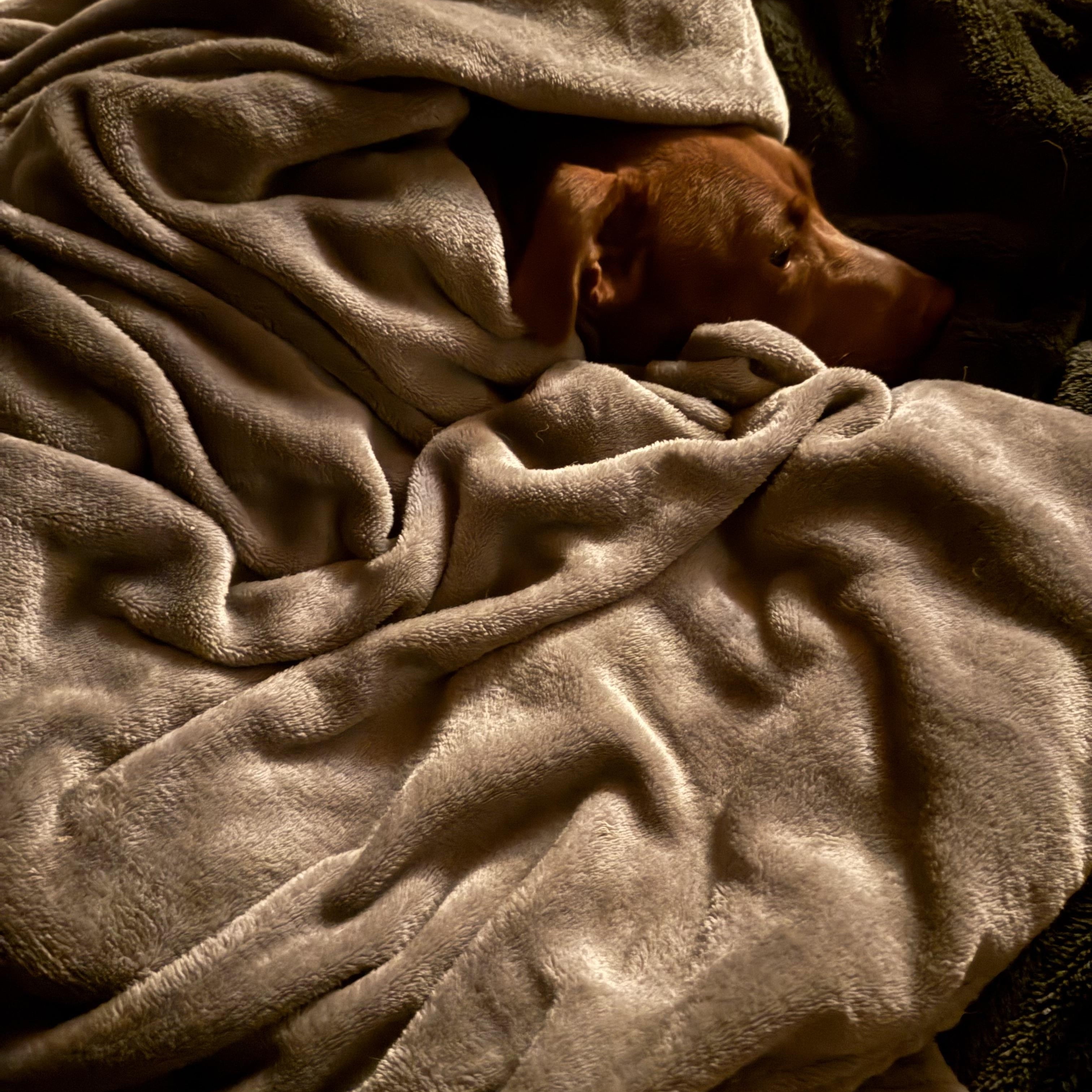 Enlarge Louise, a Adoptable mixed breed in Saluda, VA image 4/6