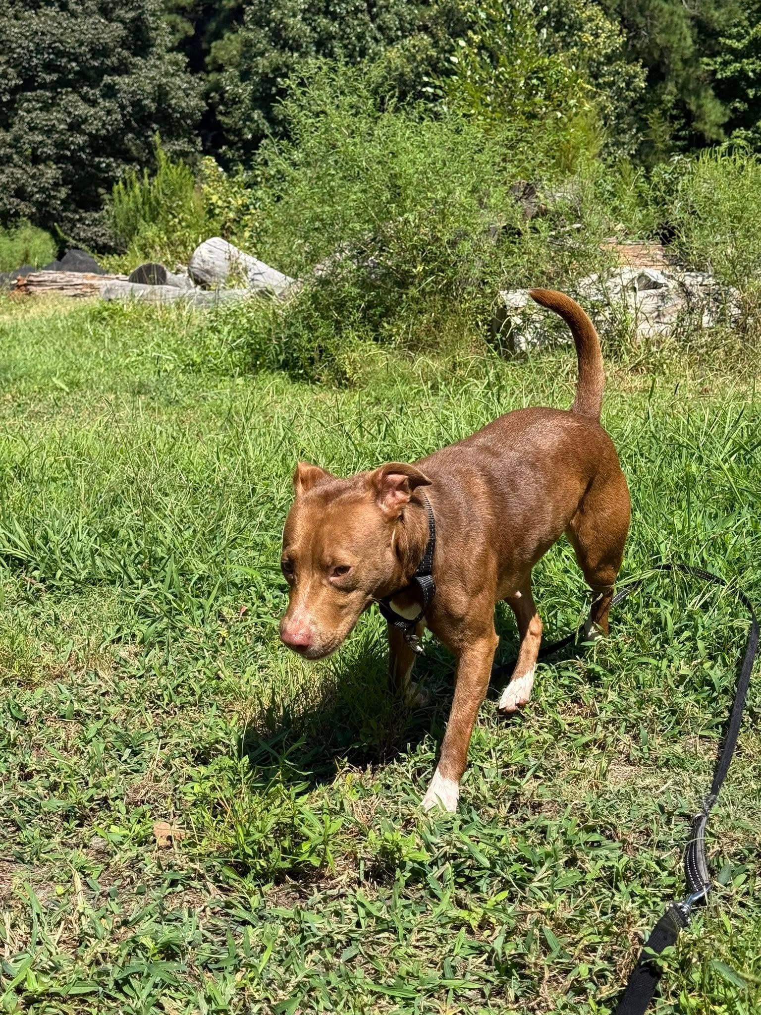 Louise, a Adoptable mixed breed in Saluda, VA image 3/4