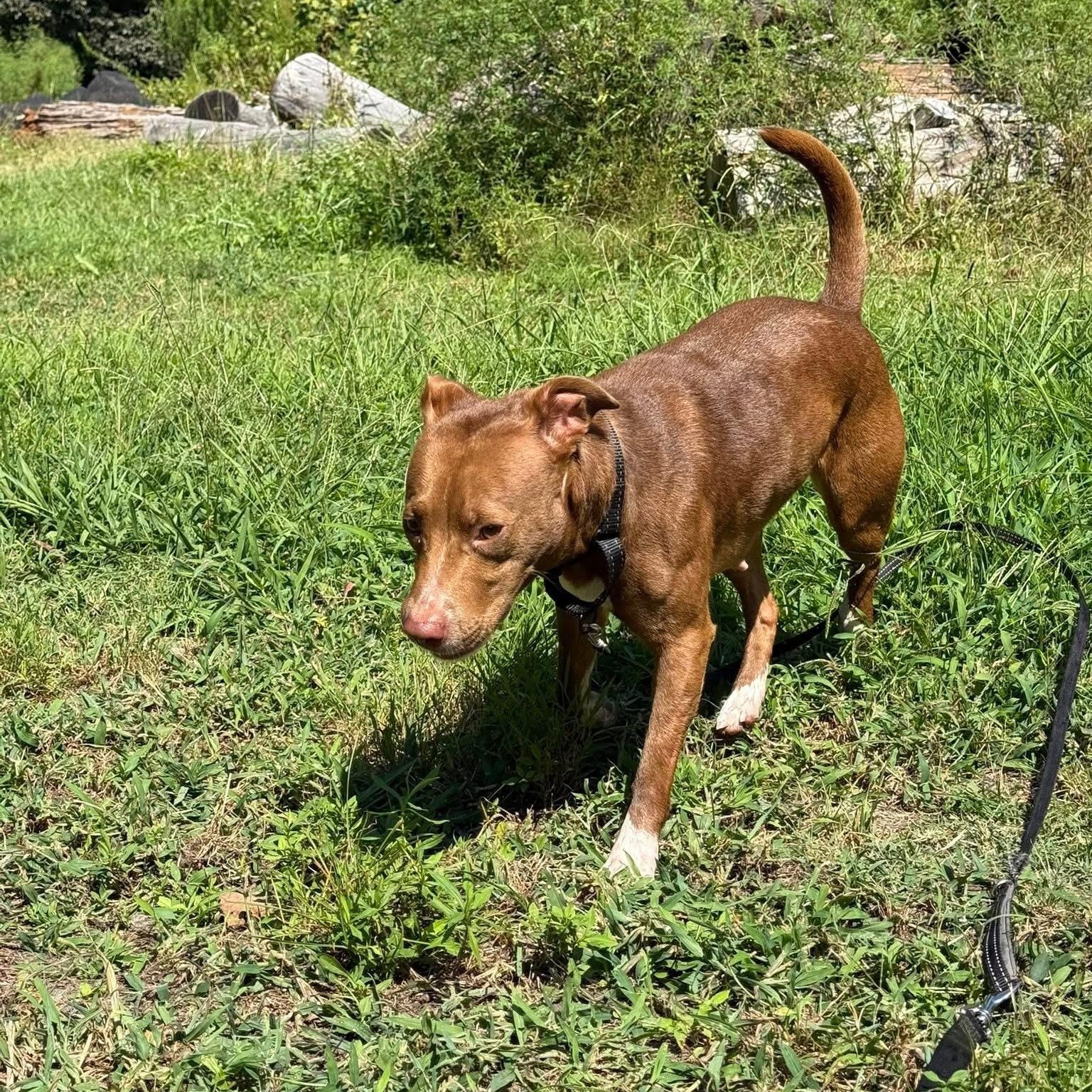 Enlarge Louise, a Adoptable mixed breed in Saluda, VA image 3/6