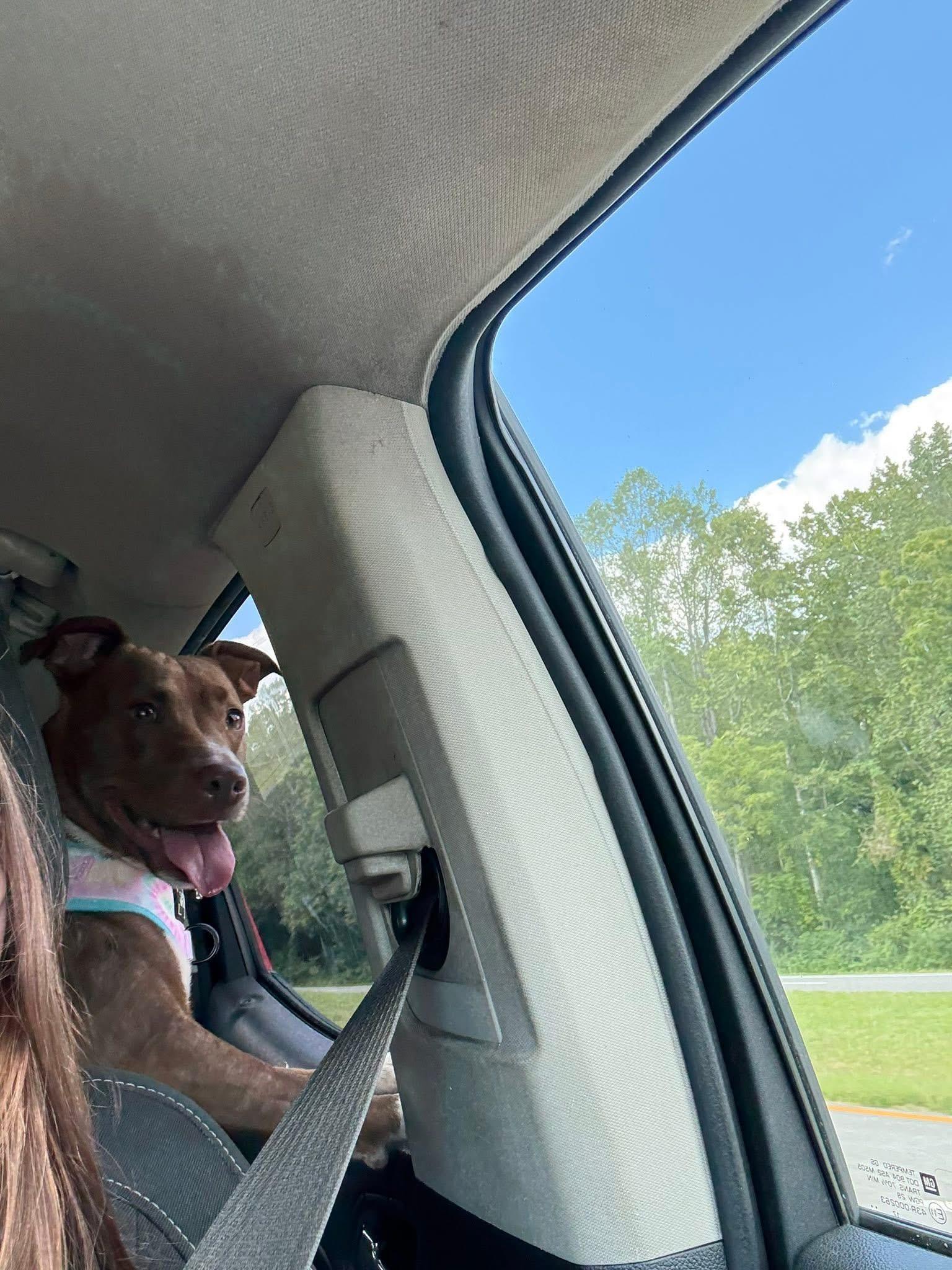 Louise, a Adoptable mixed breed in Saluda, VA image 4/4