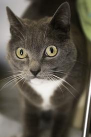 Enlarge MOLLY, a ADOPTABLE mixed breed in Sequim, WA image 3/4