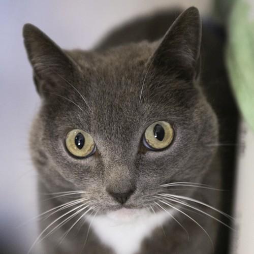 Enlarge MOLLY, a ADOPTABLE mixed breed in Sequim, WA image 1/4