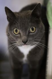 Enlarge MOLLY, a ADOPTABLE mixed breed in Sequim, WA image 2/4