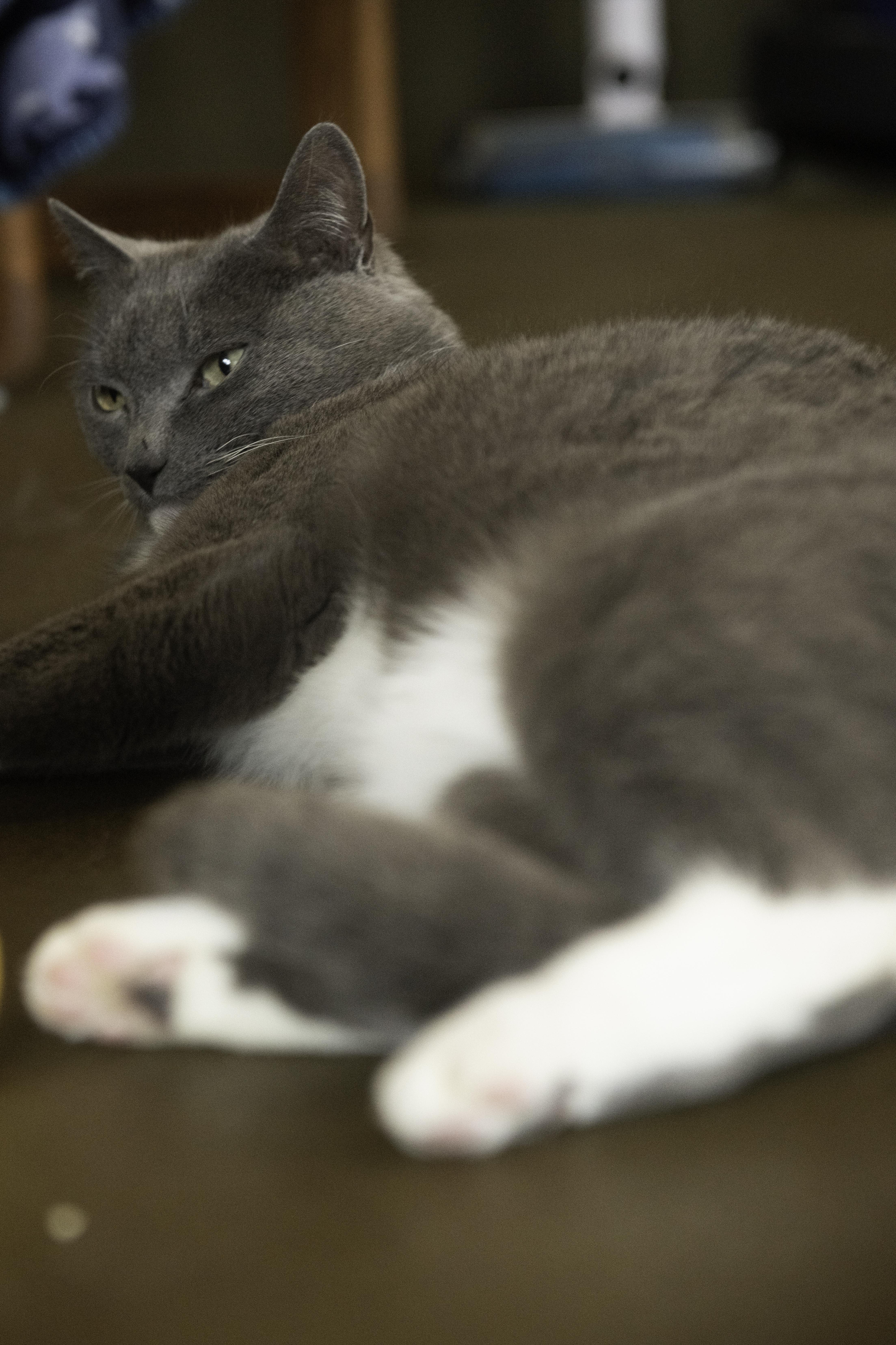 Enlarge MOLLY, a ADOPTABLE mixed breed in Sequim, WA image 4/4