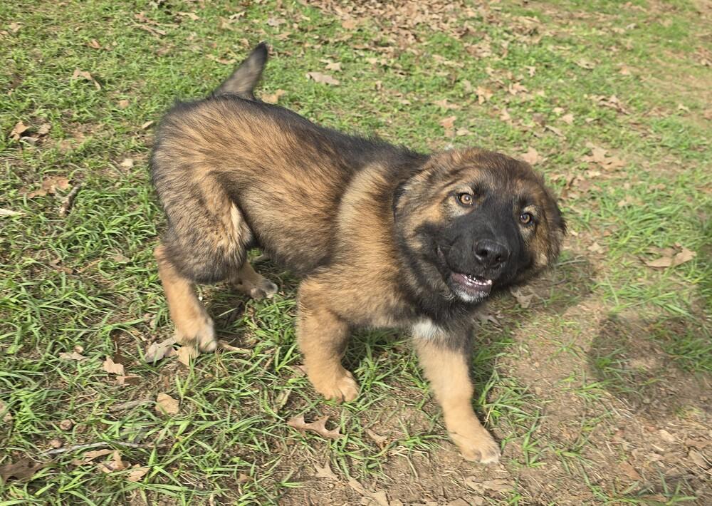 Piper, Adoptable, Puppy Female Great Pyrenees.