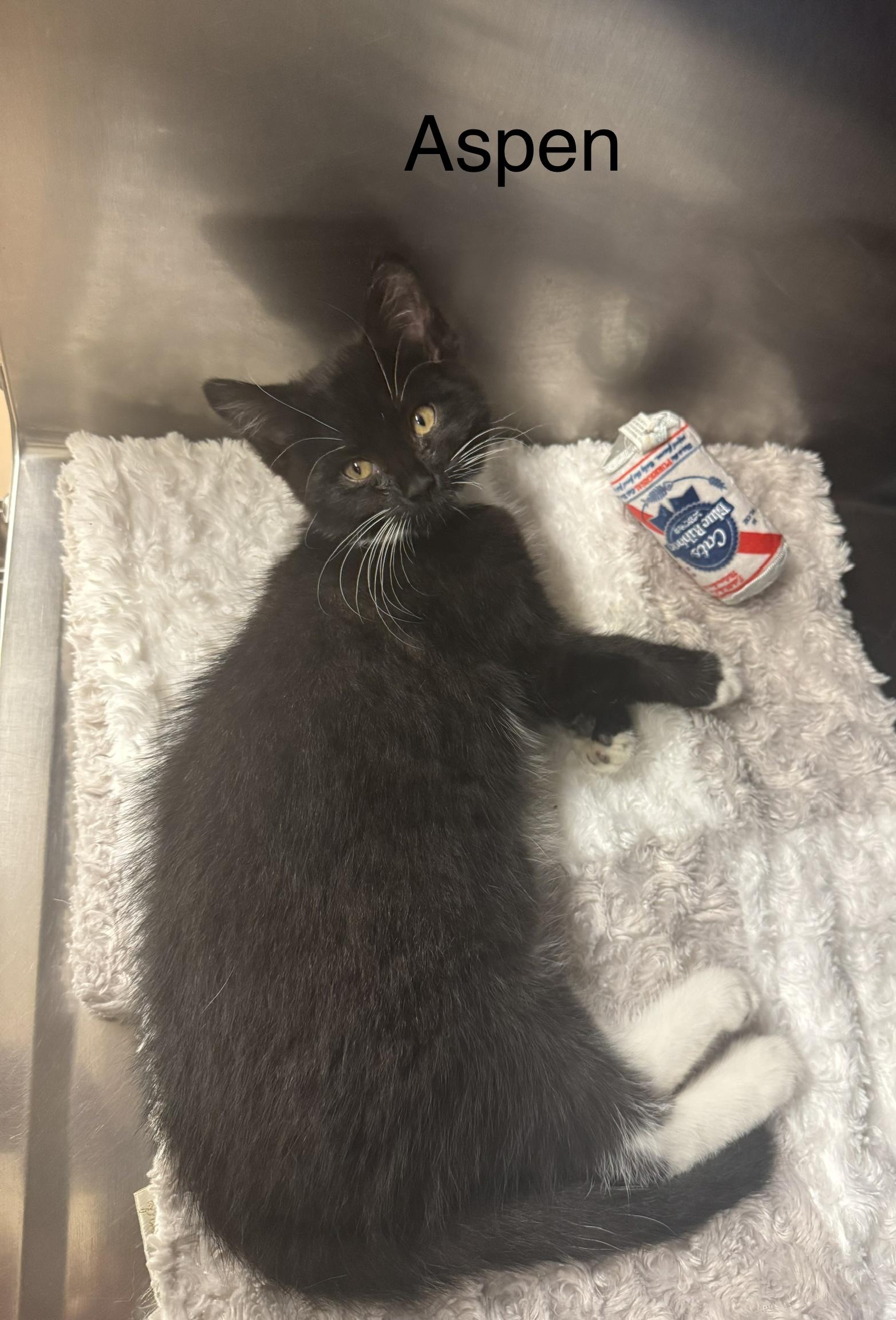 Enlarge Aspen, an adopted Domestic Medium Hair in Ulster, PA image 1/1