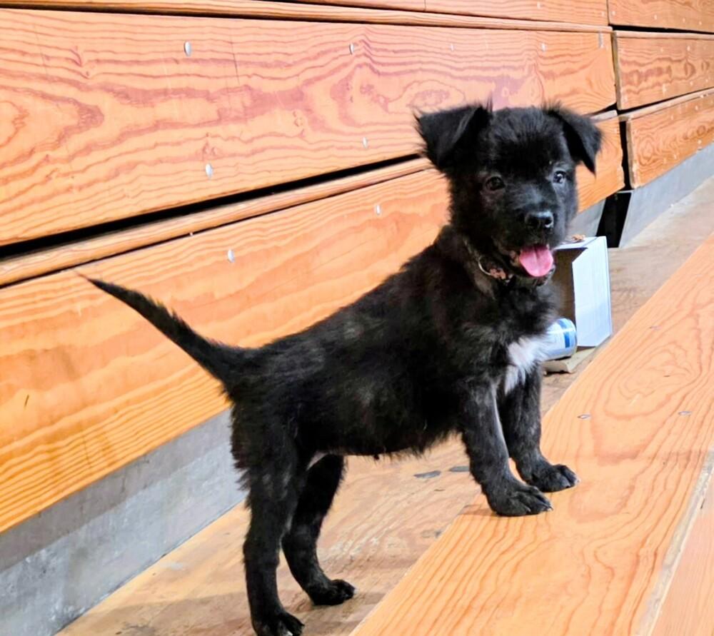 Titu, a Adoptable mixed breed in Evergreen, CO image 2/4