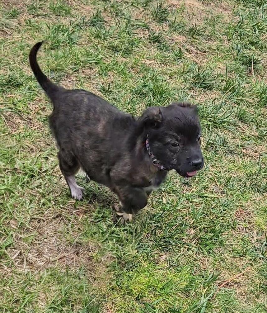 Titu, a Adoptable mixed breed in Evergreen, CO image 3/4