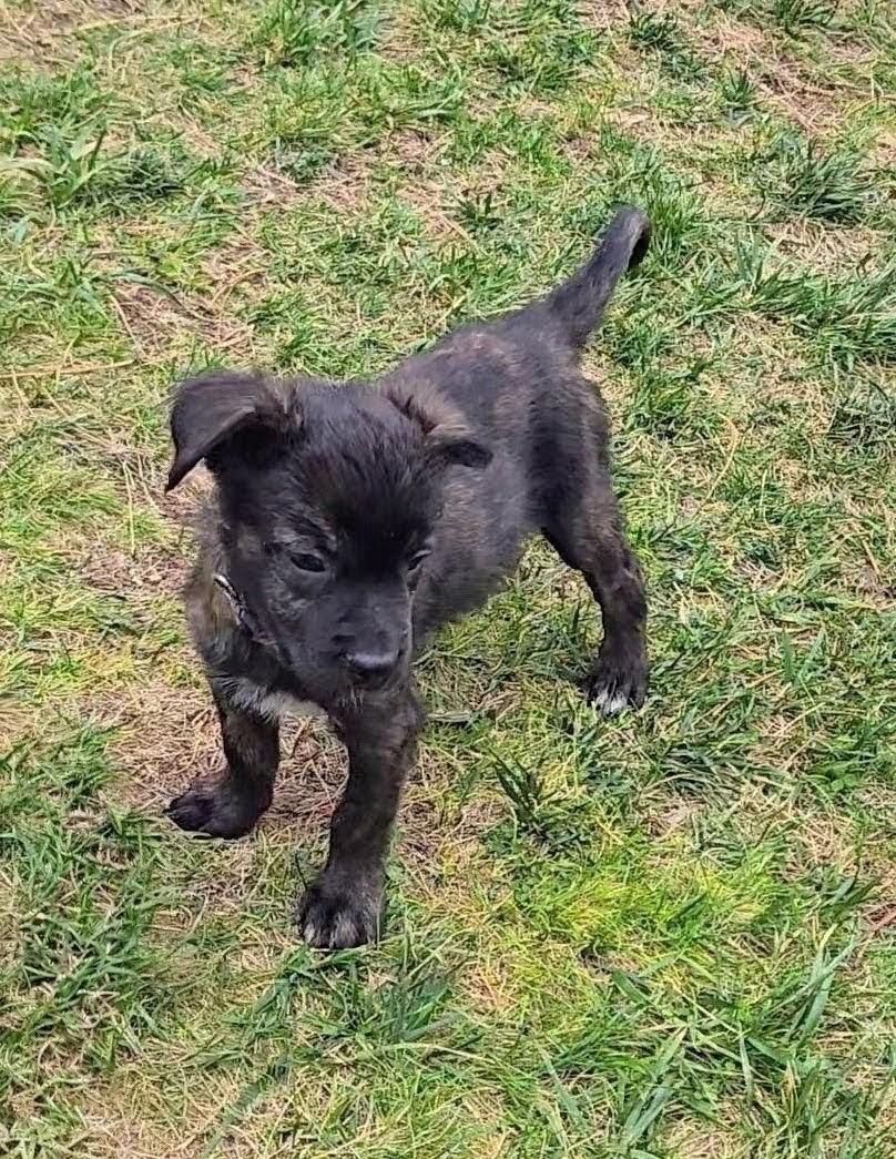 Titu, Adoptable, Puppy Female Border Terrier & Mixed Breed.